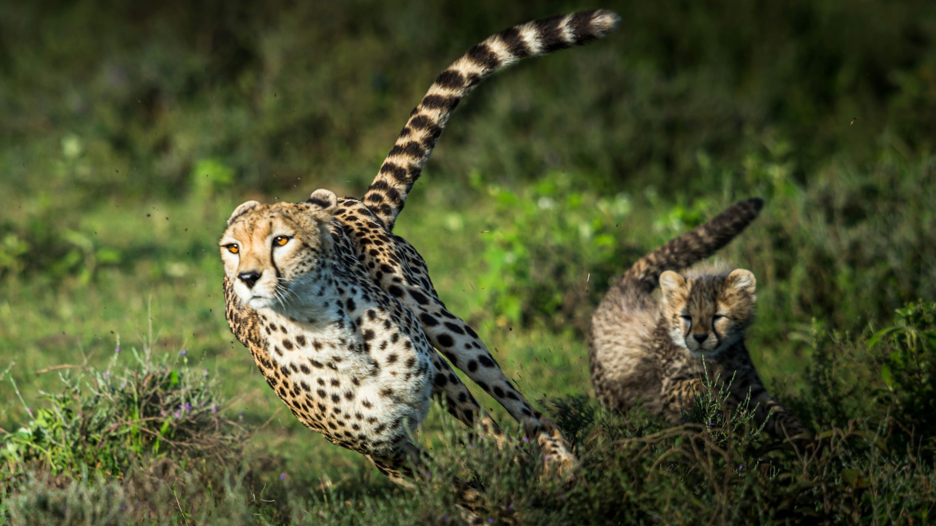 cheetah on green grass during daytime