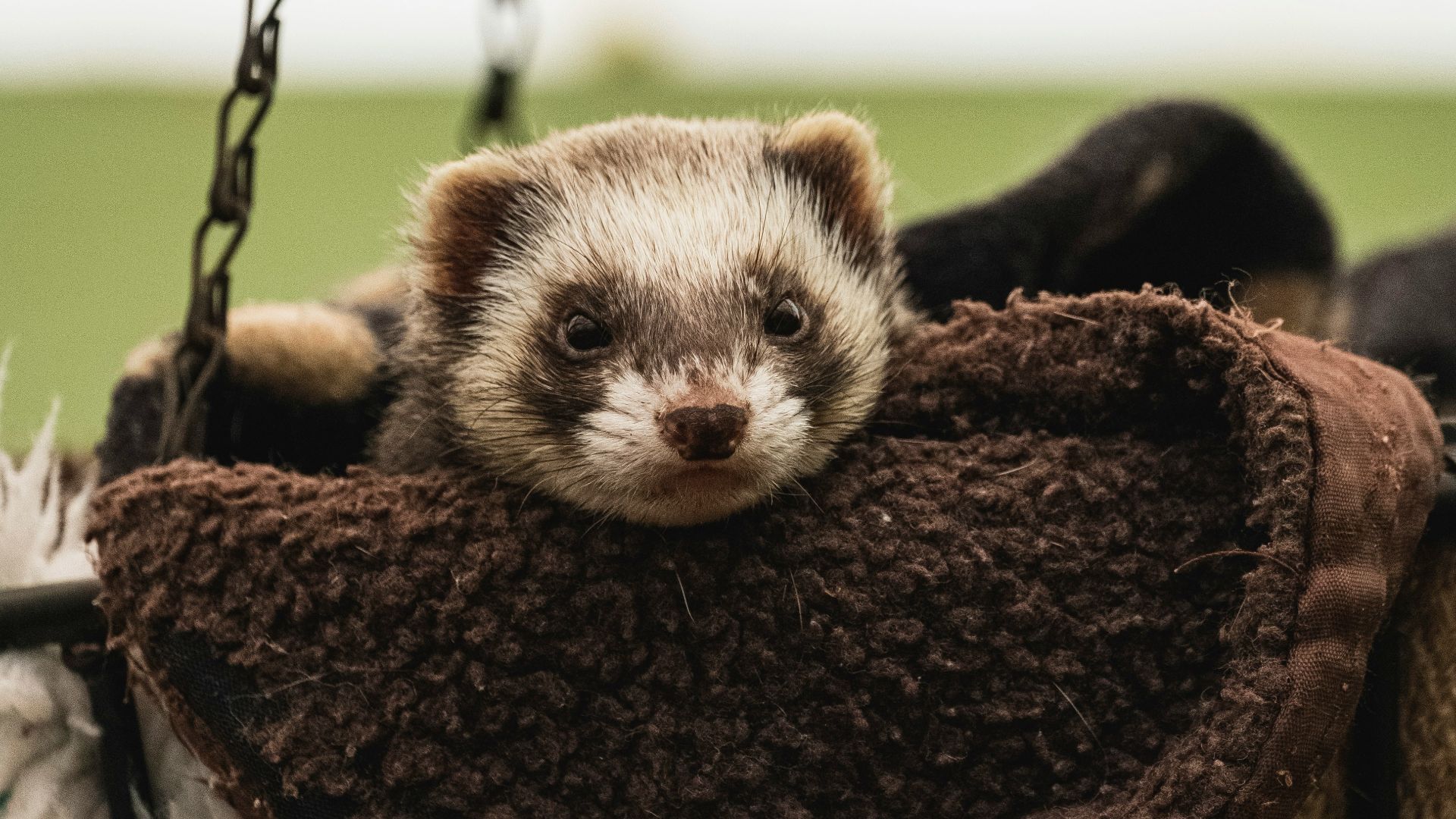 white and black ferret in the bag