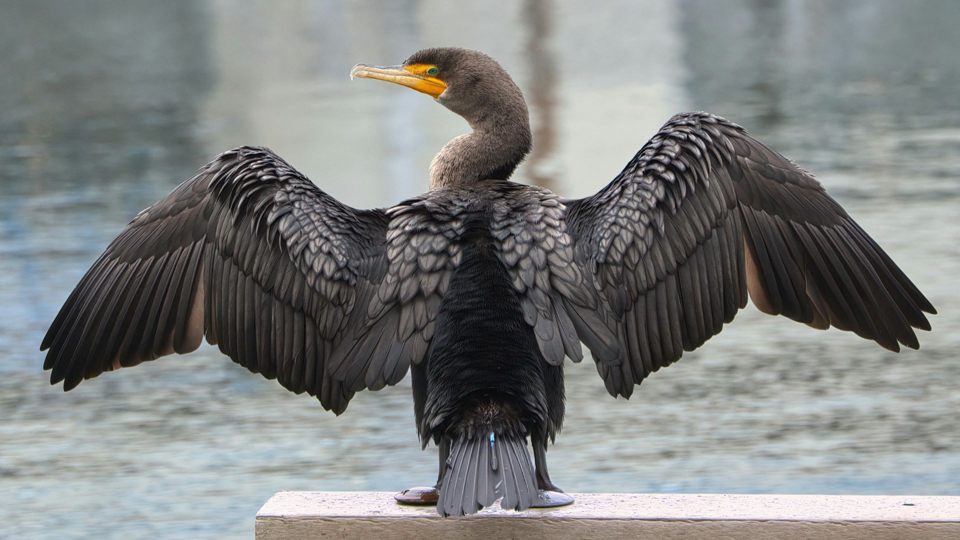 a bird with its wings spread sitting on a bench