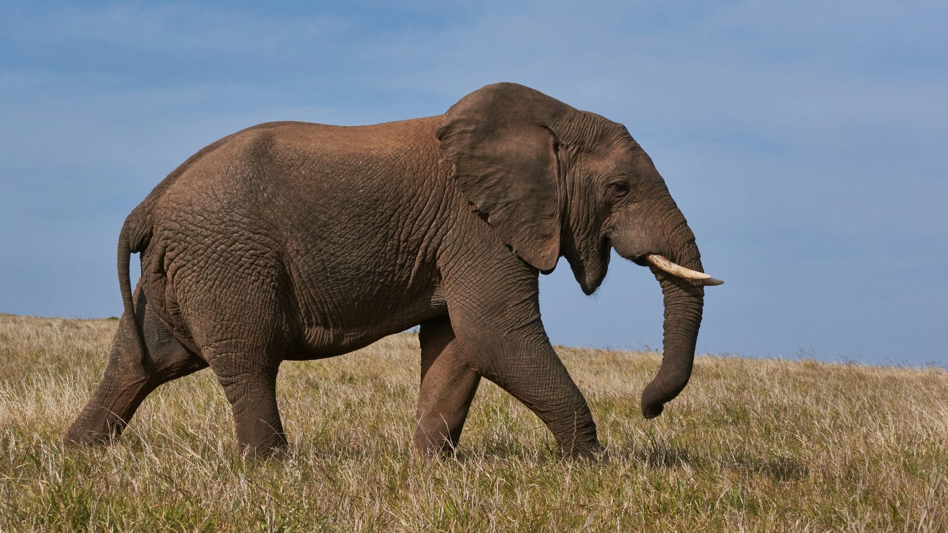 brown elephant on green grass field during daytime