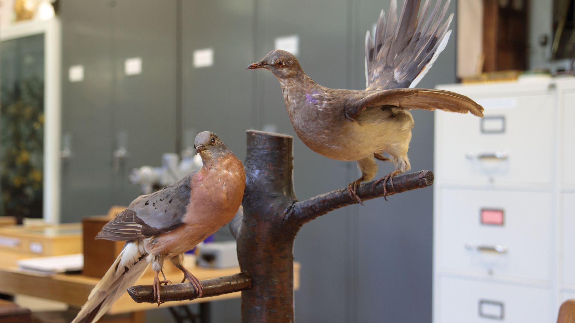 File:Ectopistes migratorius ULaval 2.jpg