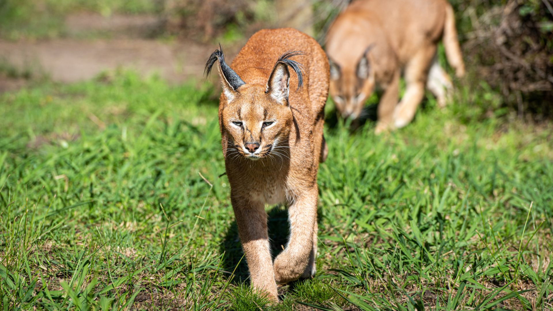 File:Caracal caracal 289309438.jpg