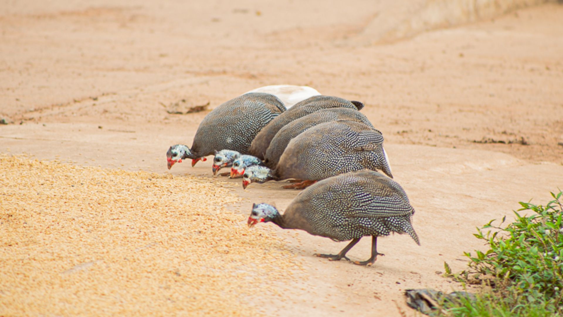 File:Guinea Fowl 1.jpg