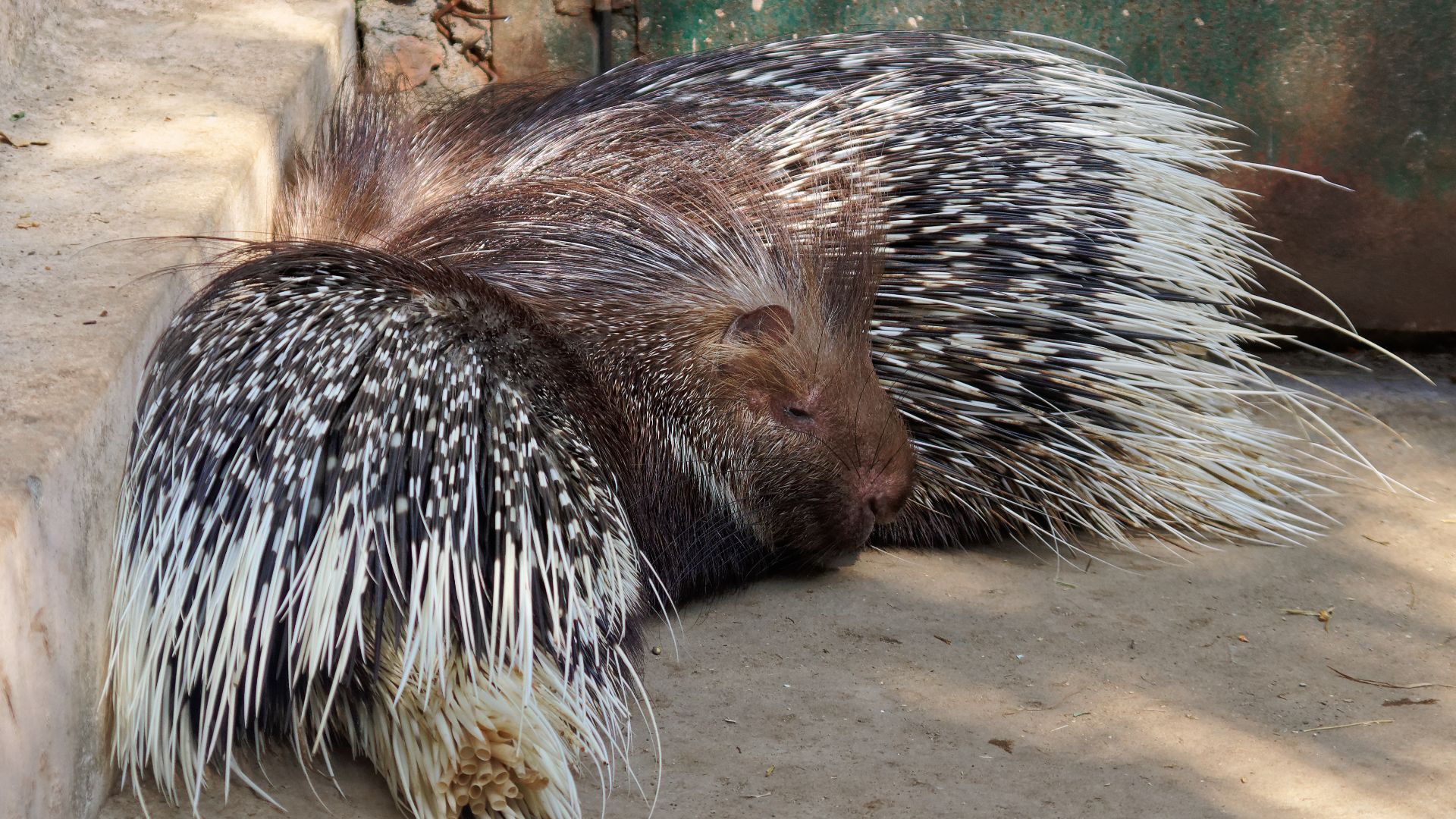 File:Indian crested porcupine, SajjanGarh Biological Park, Udaipur, 20191208 1348 7590.jpg