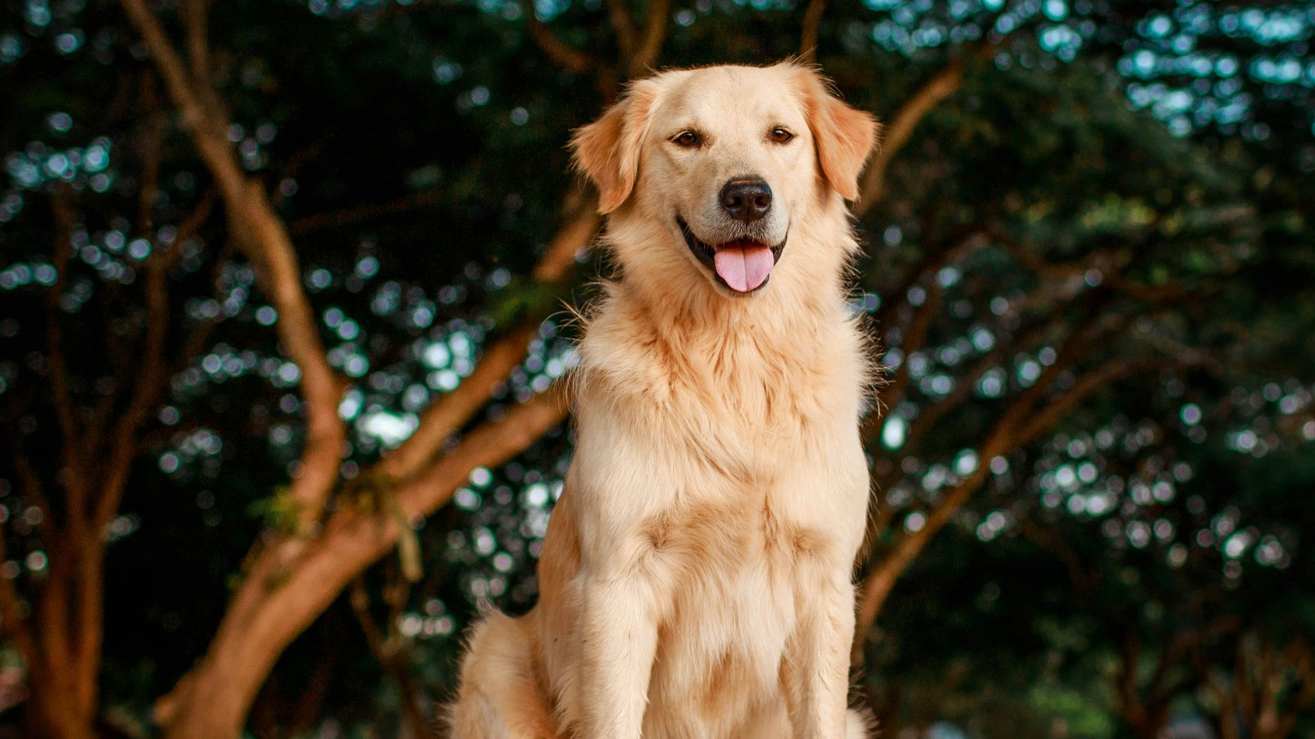 golden retriever sitting on ground during daytime