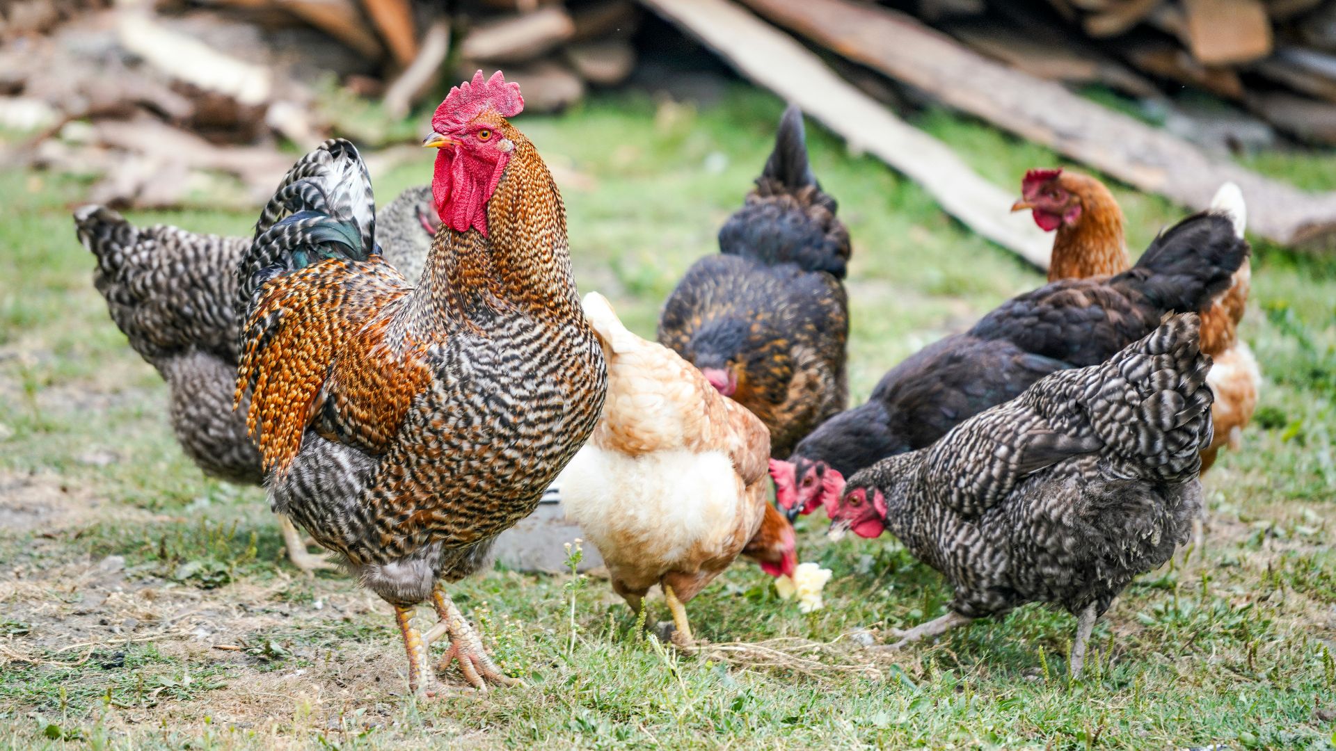 close-up photography of flock of chicken