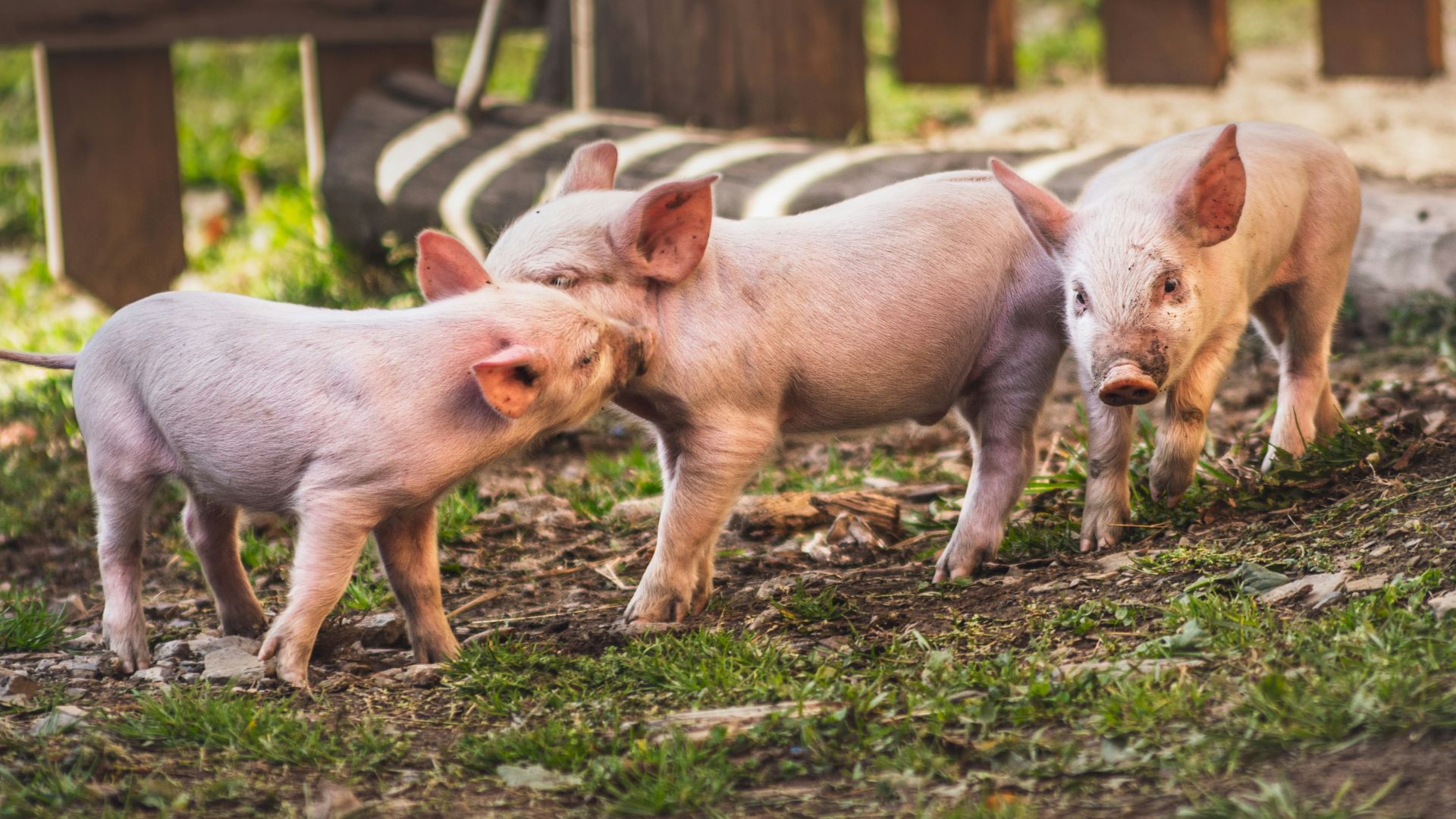 white pig on brown soil