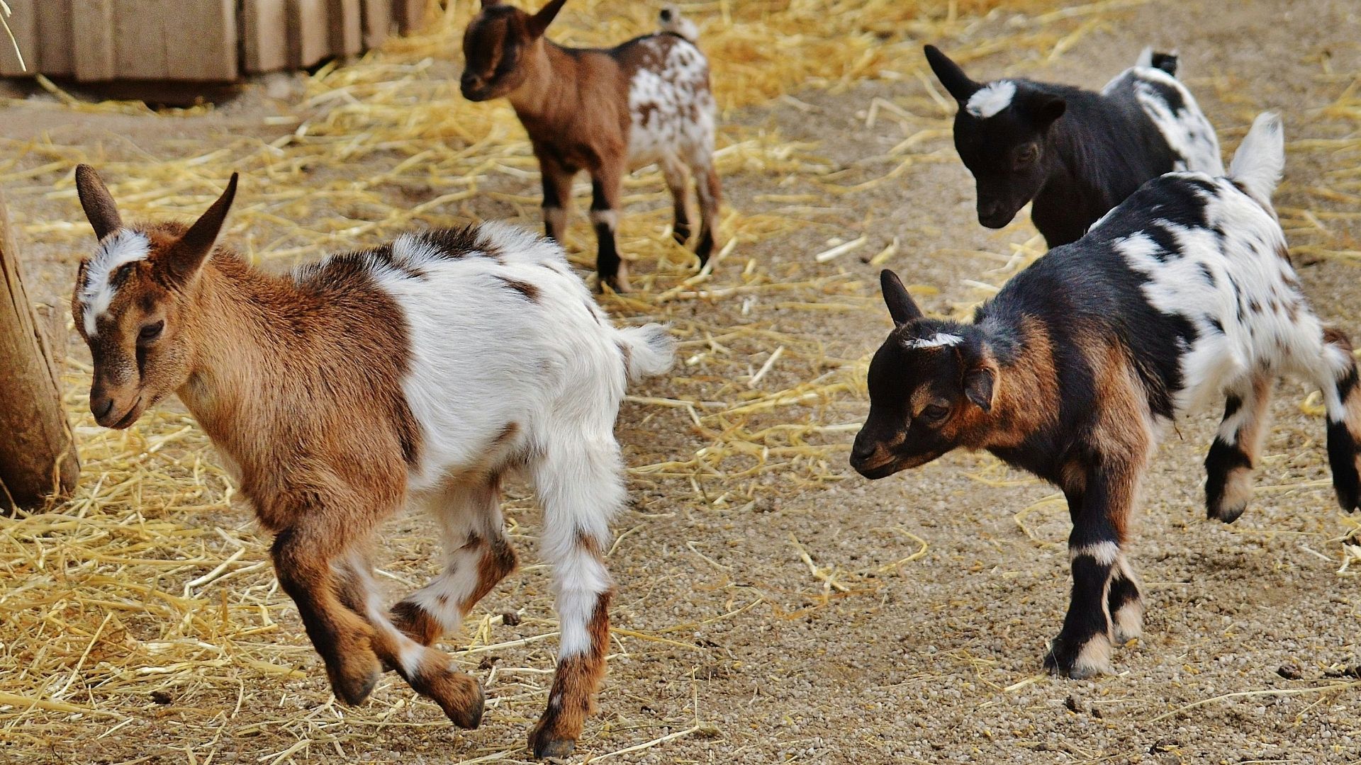 black and brown short coated dog on gray sand during daytime