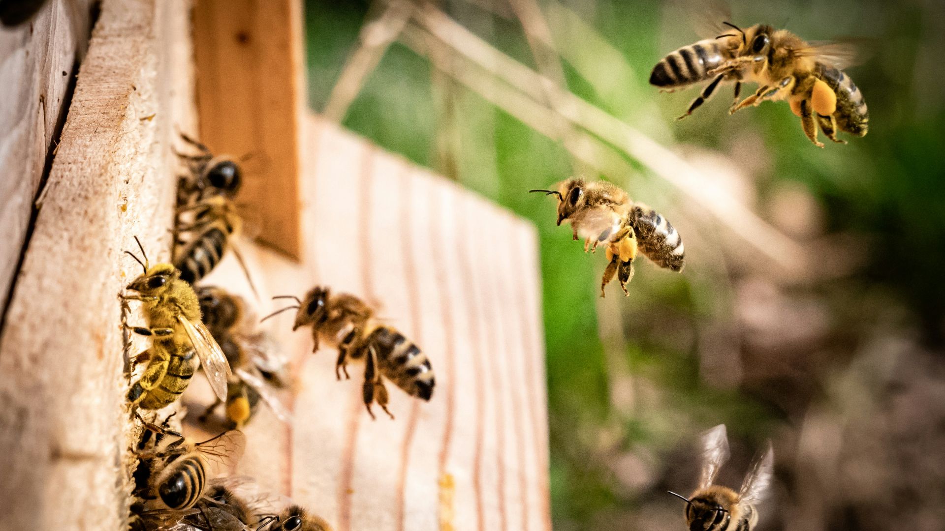yellow and black wasp