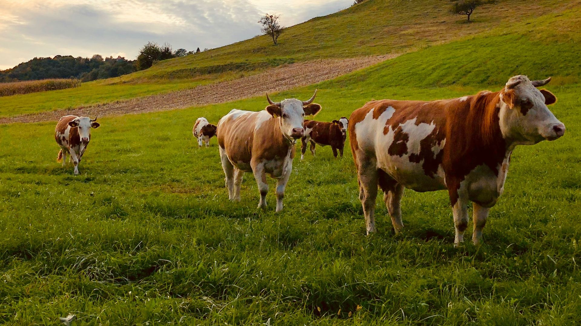 herd of cattle standing near house