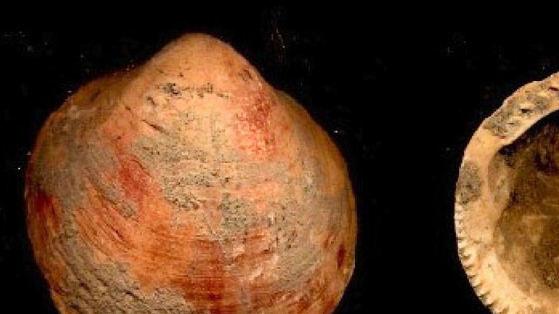 File:Ksar Akil Snail Shells.jpg