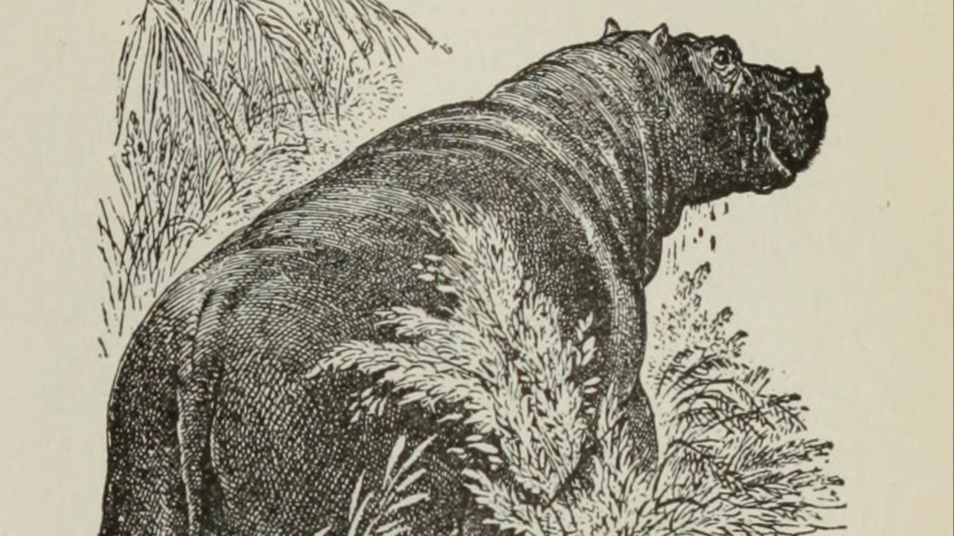 File:The popular and critical Bible encyclopædia and Scriptural dictionary, fully defining and explaining all religious terms, including biographical, geographical, historical, archaeological and doctrinal (14778781922).jpg