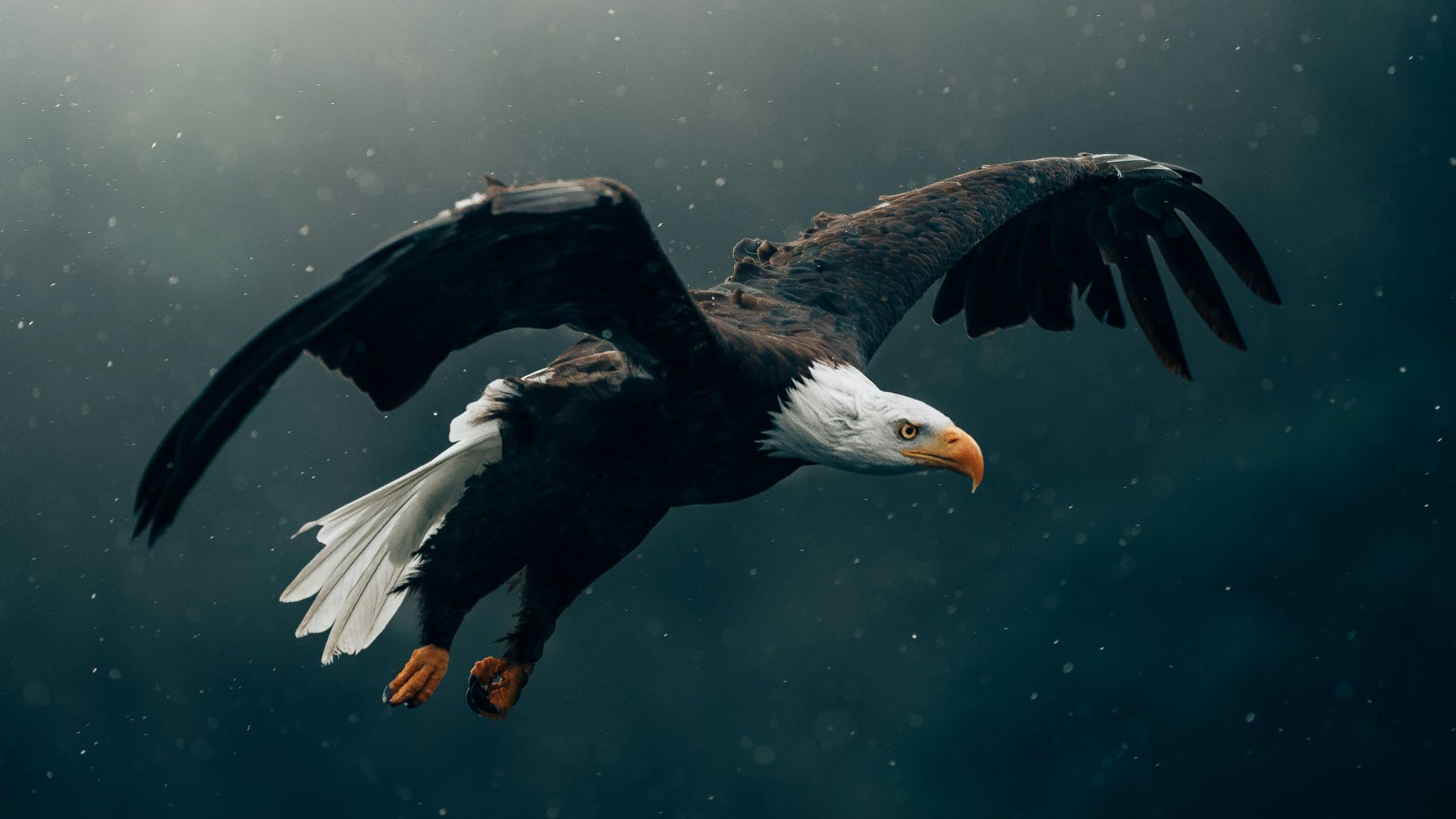 black and white eagle flying