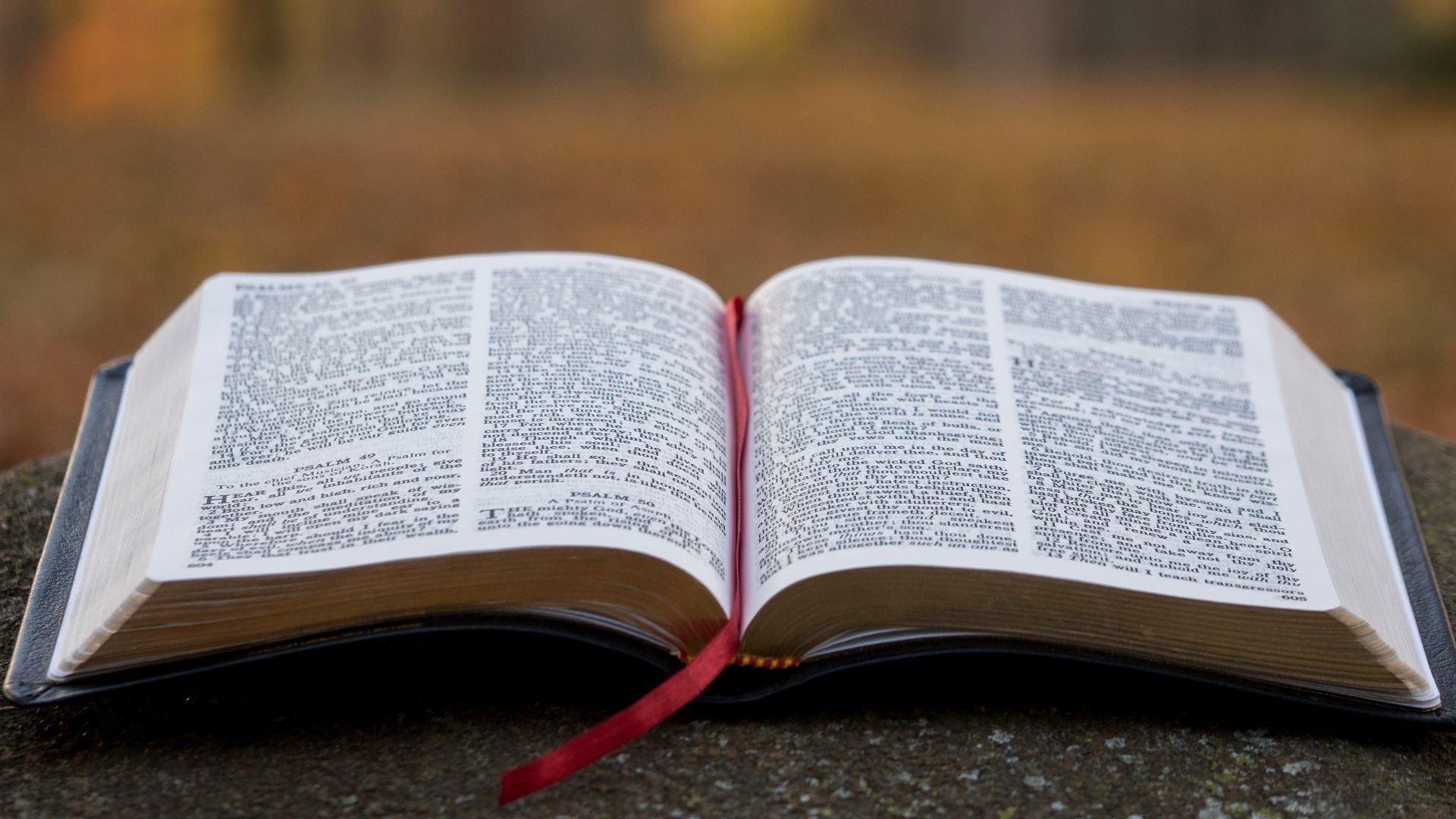 bible page on gray concrete surface