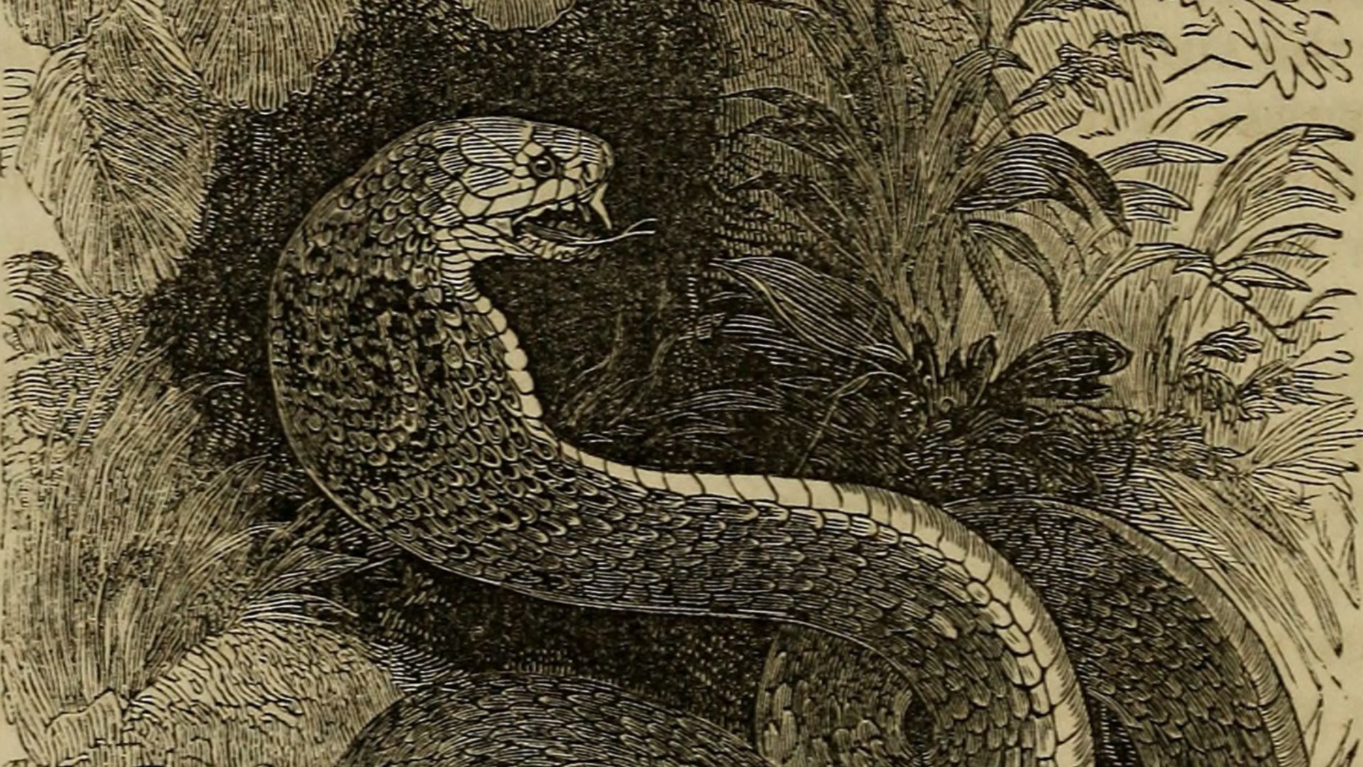 File:Scripture natural history- containing a description of quadrupeds, birds, reptiles, amphibia, fishes, insects, molluscous animals, corals, plants, trees, precious stones, and metals, mentioned in the (14750659325).jpg