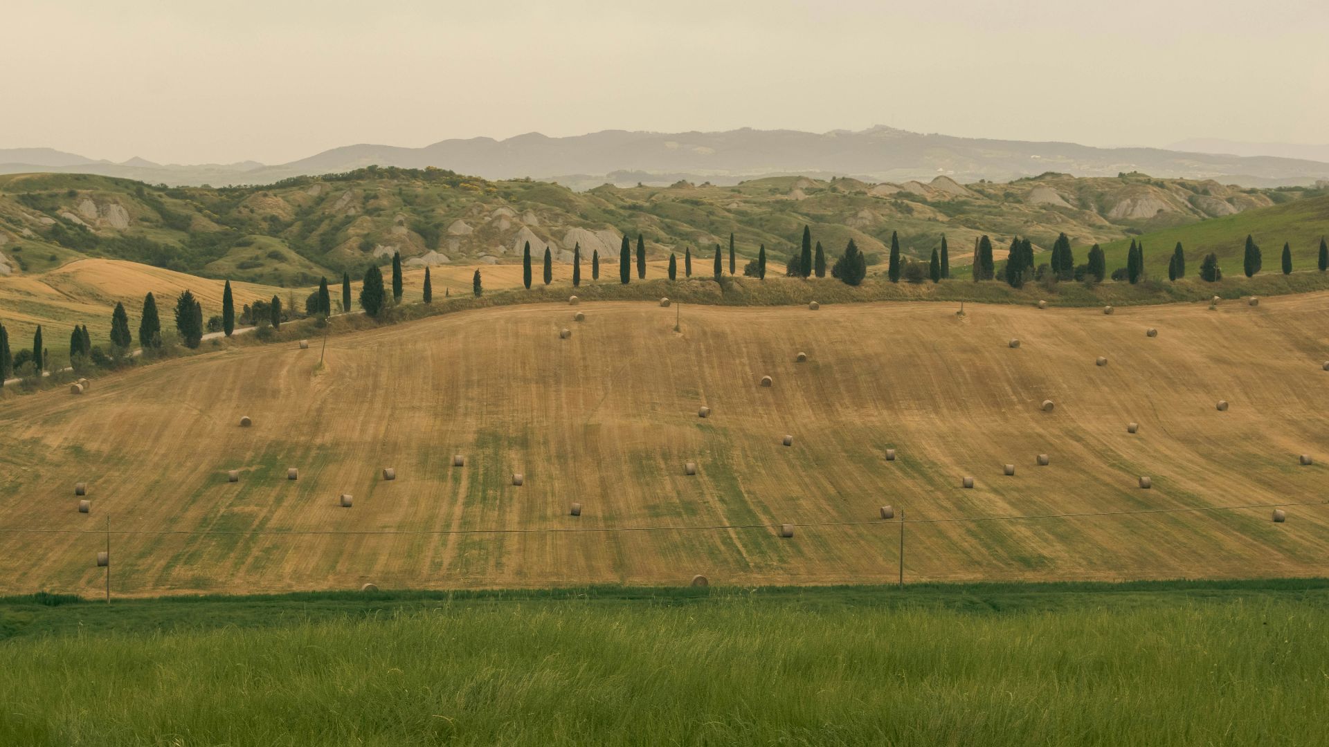 a large field of grass with trees in the distance