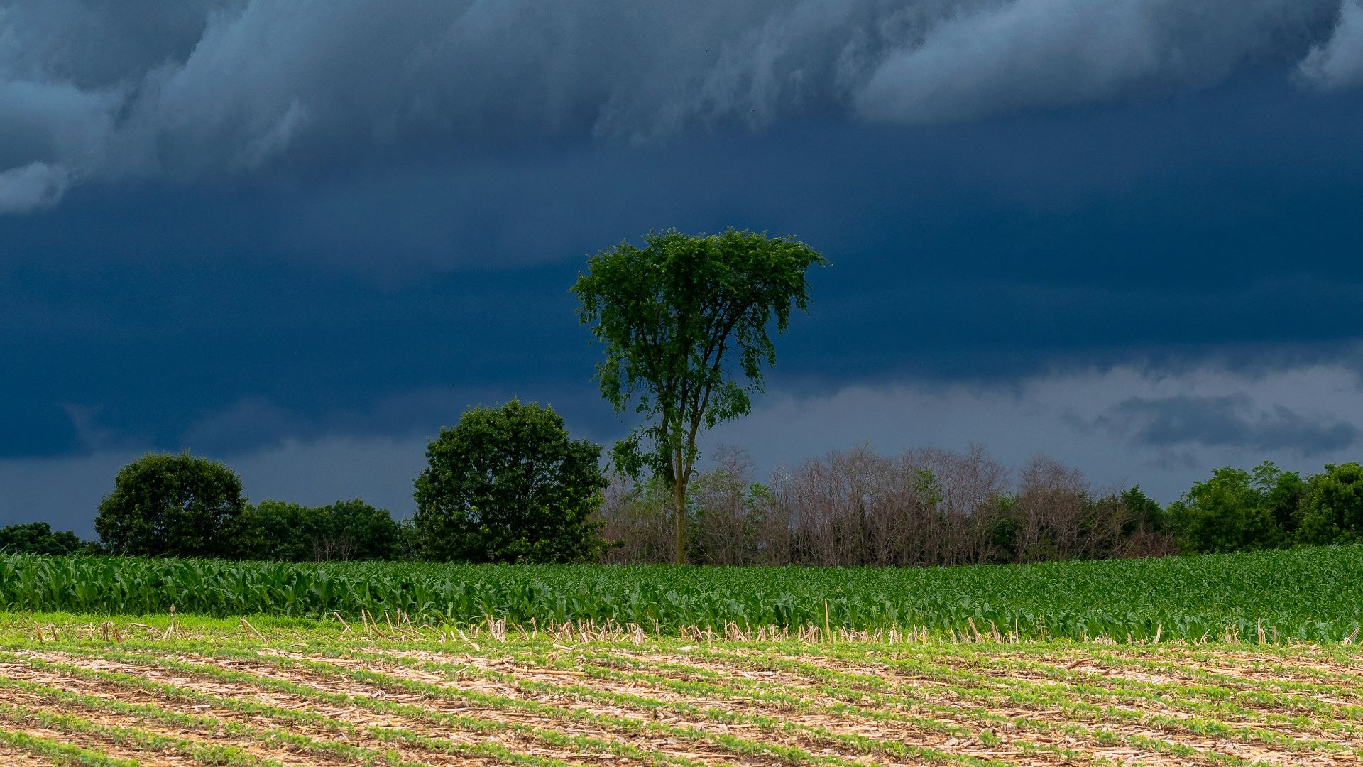 green grass under white clouds