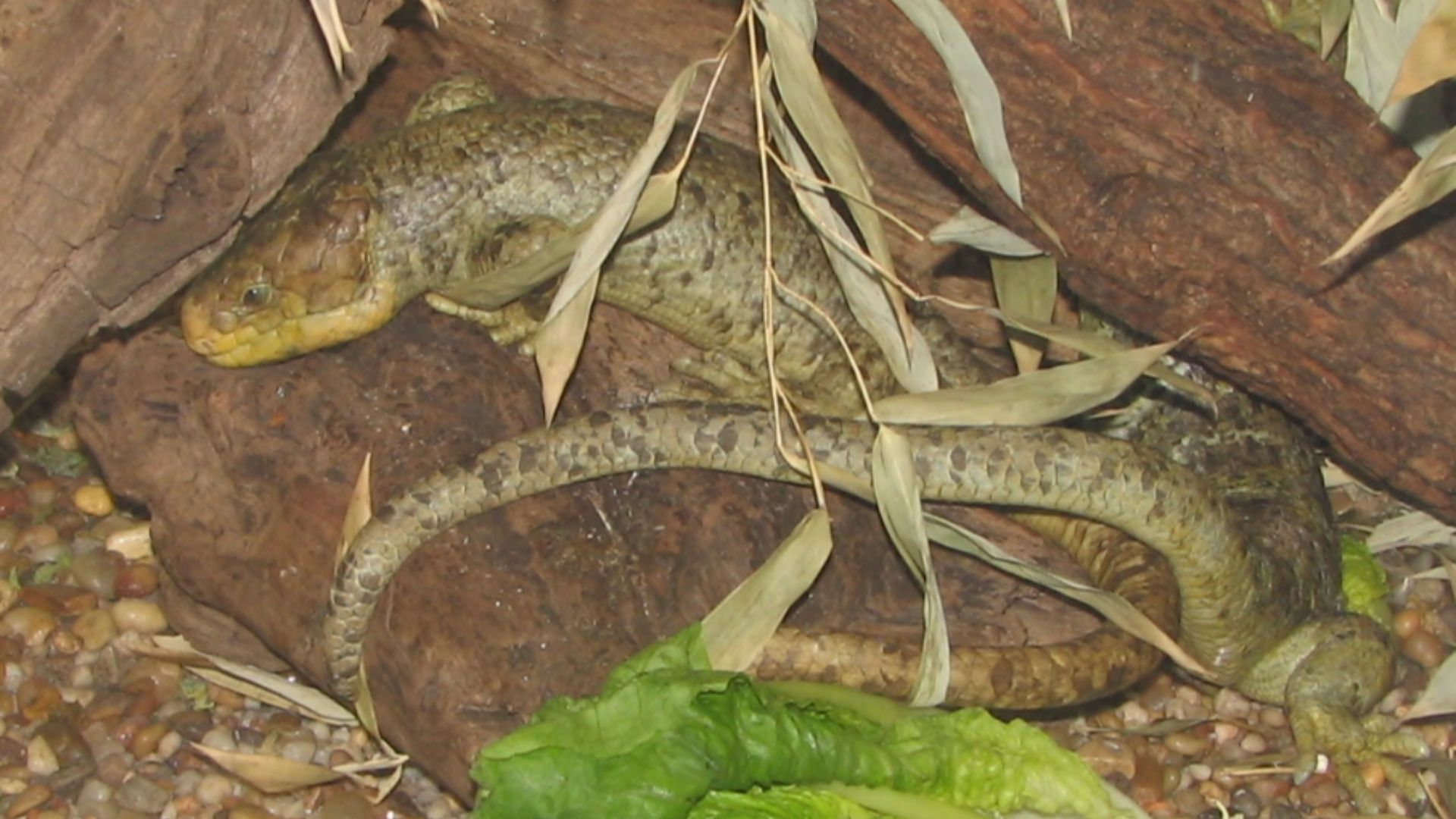 File:Solomon Island Skink.jpg