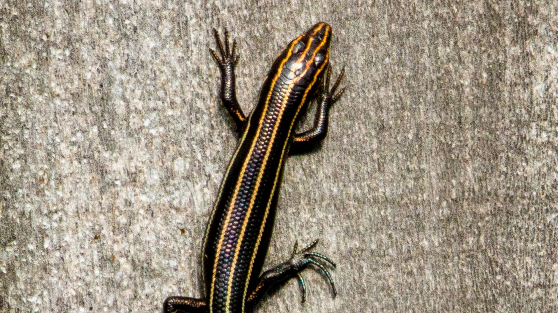 black and white lizard on gray concrete floor