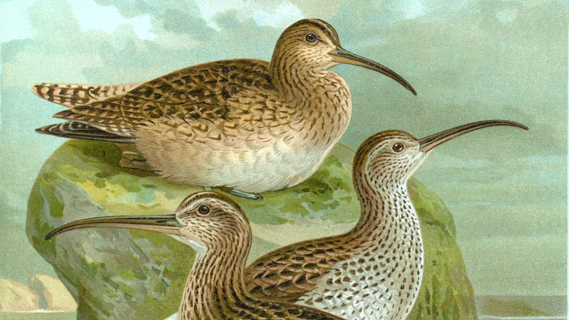 File:Slender-billed curlew (Naumann).jpg