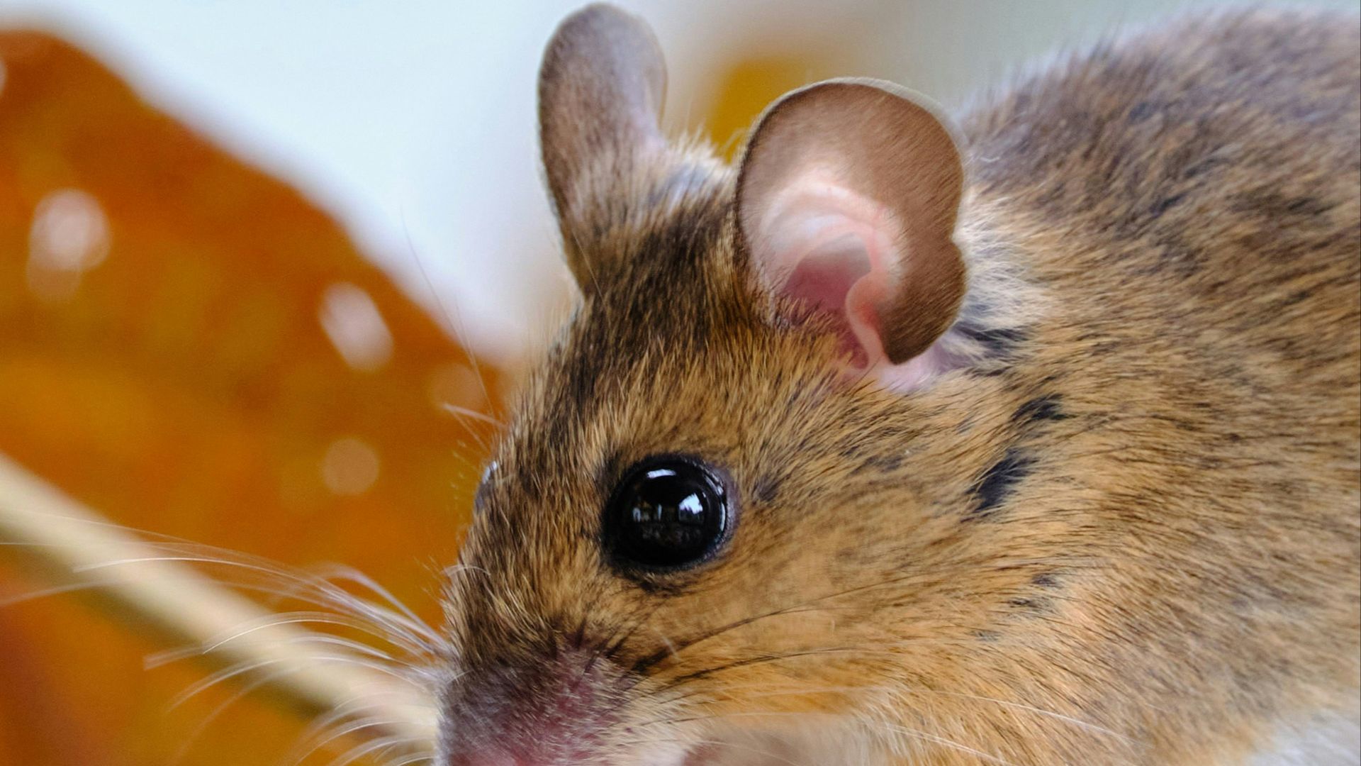 brown and white rodent on orange textile