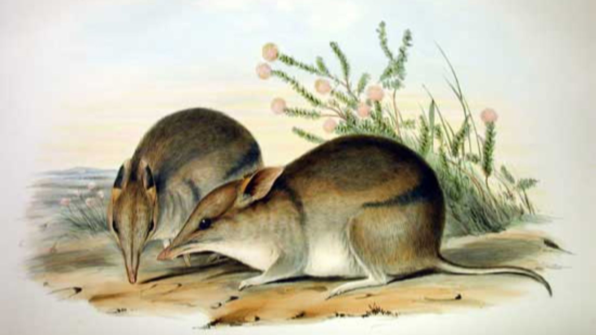 File:Perameles bougainville - Gould.jpg