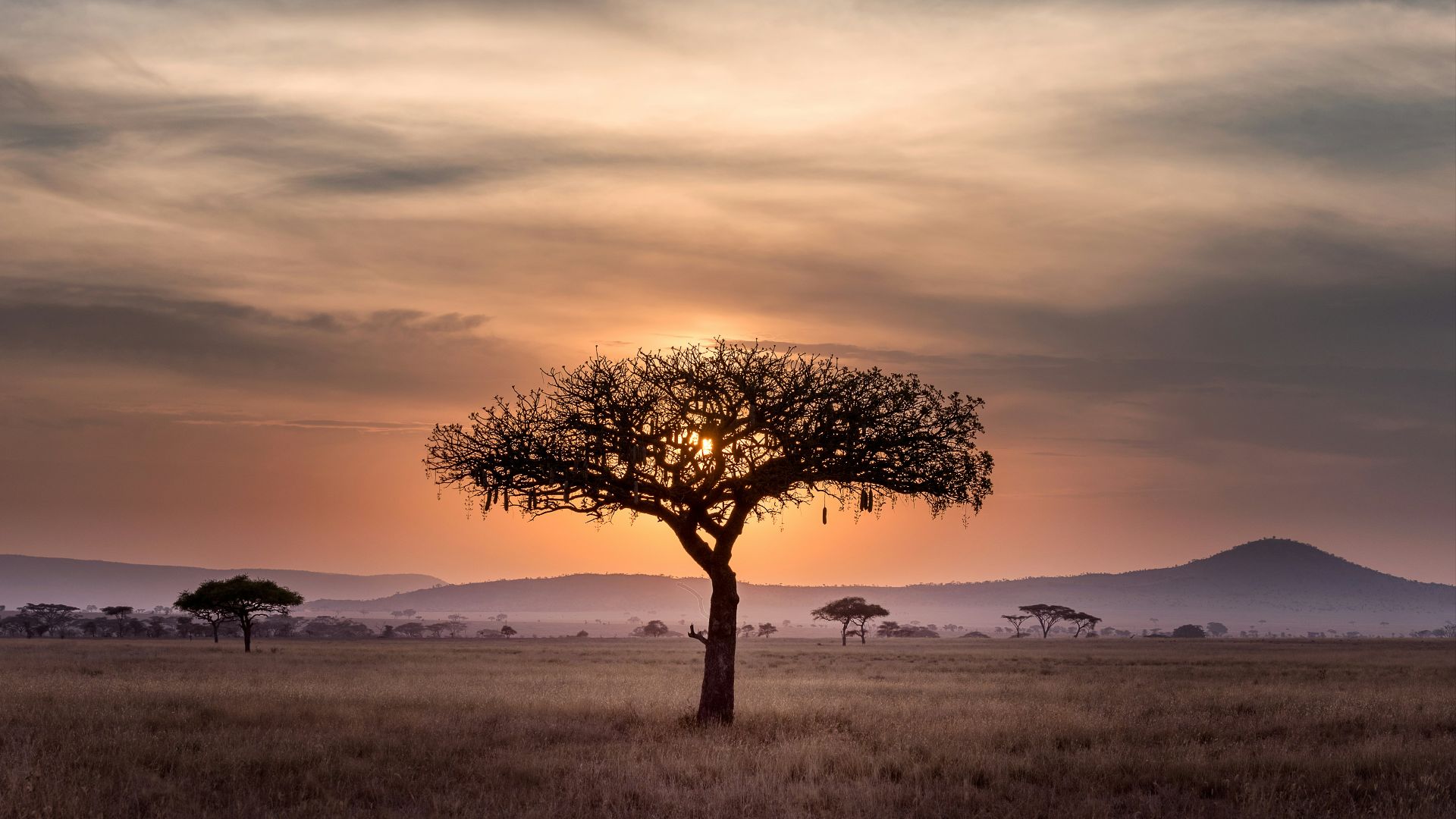 brown tree on surrounded by brown grass during golden hour