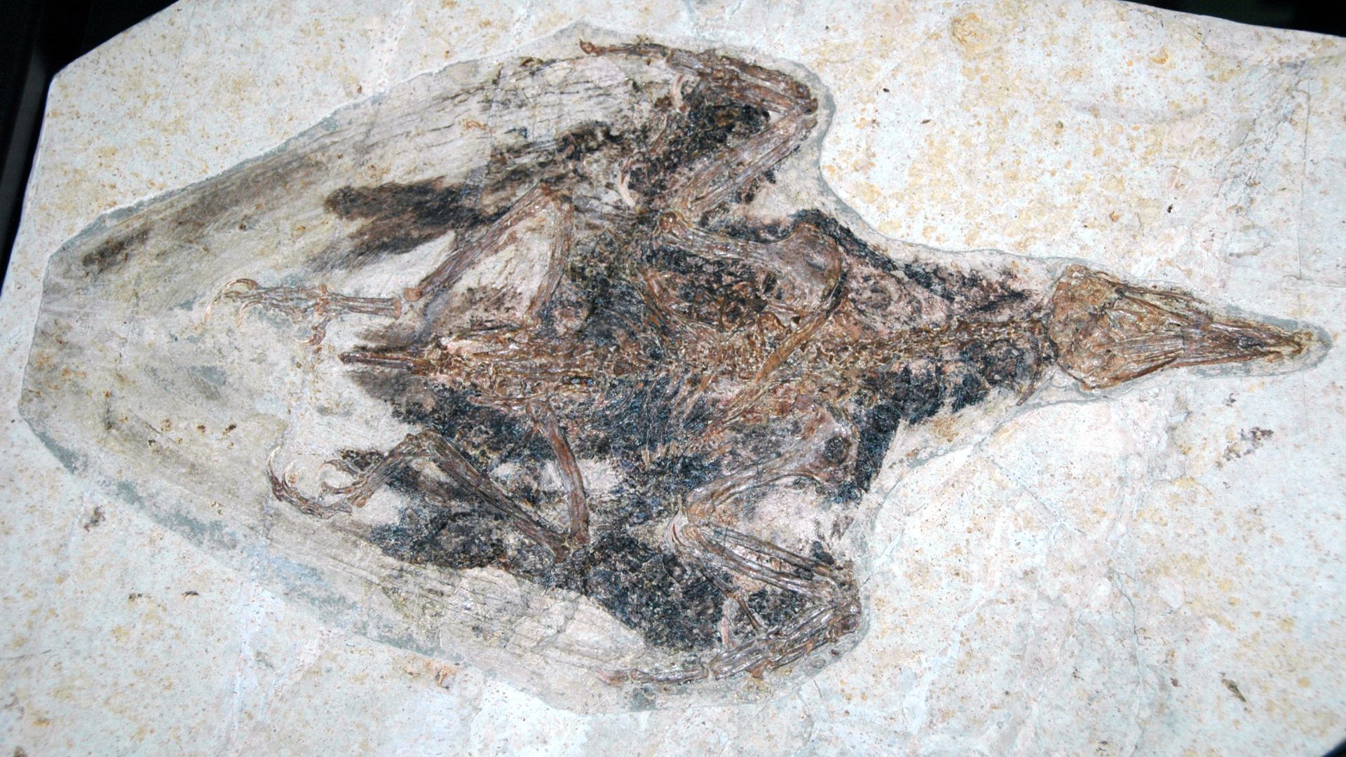 File:Confuciusornis sanctus fossil bird (Yixian Formation, Lower Cretaceous; Sihetun Quarry, Liaoning Province, northeastern China) 1.jpg