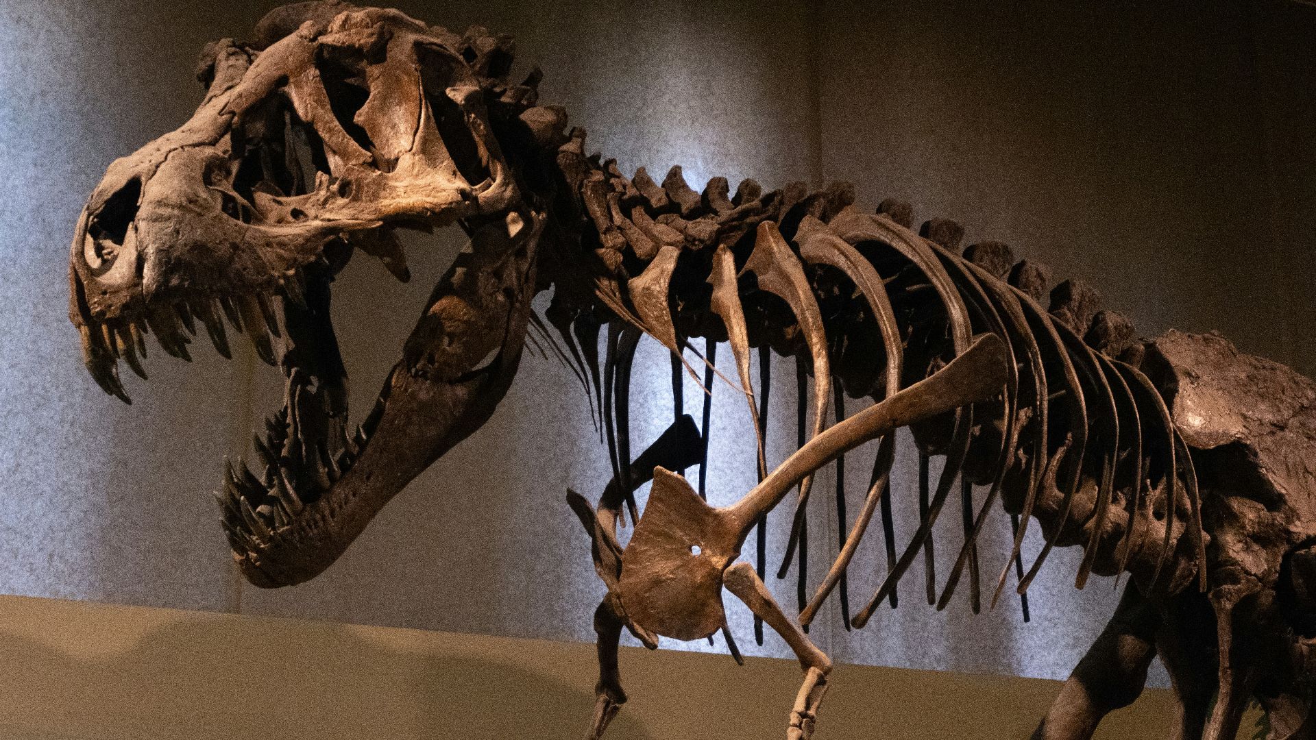 A dinosaur skeleton in a museum with people looking at it