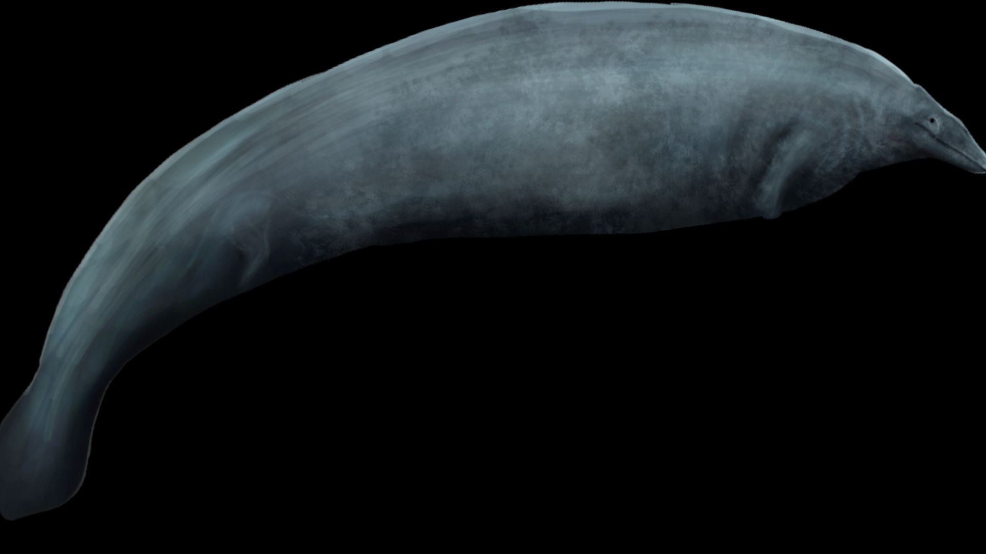 File:Perucetus colossus.png