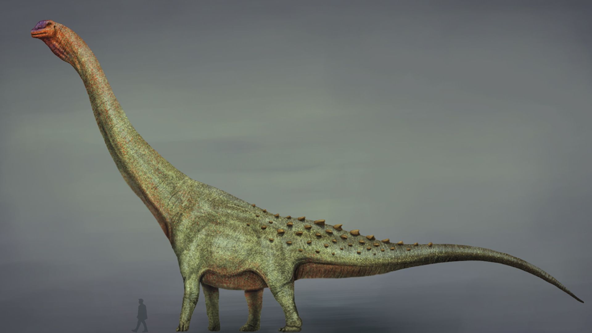 File:Patagotitan restoration 2019.jpg