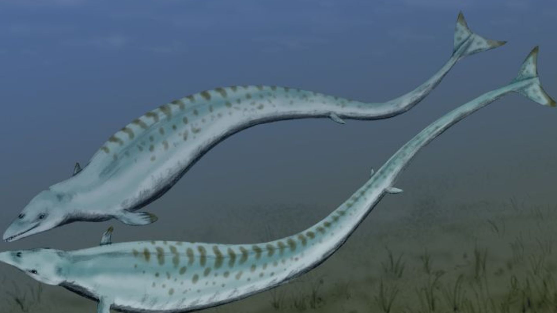 File:Basilosaurus BW.jpg
