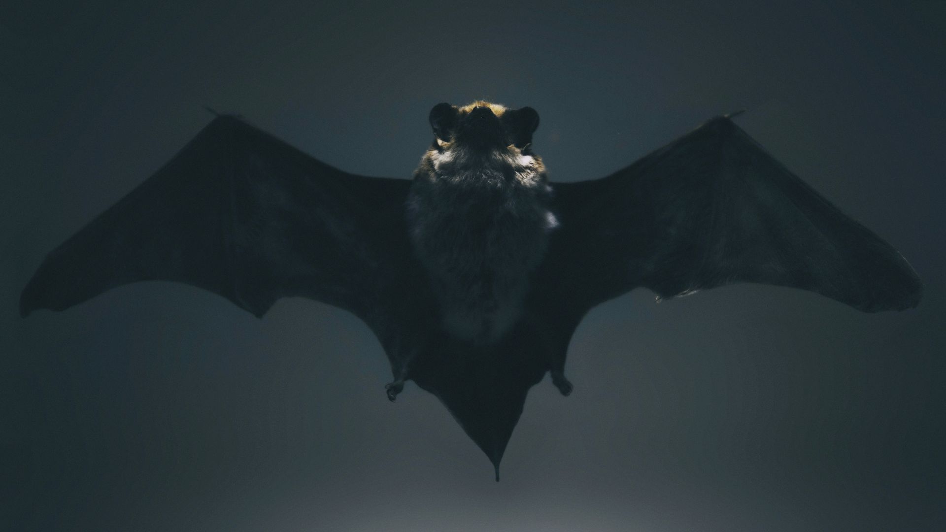 black and white abstract painting