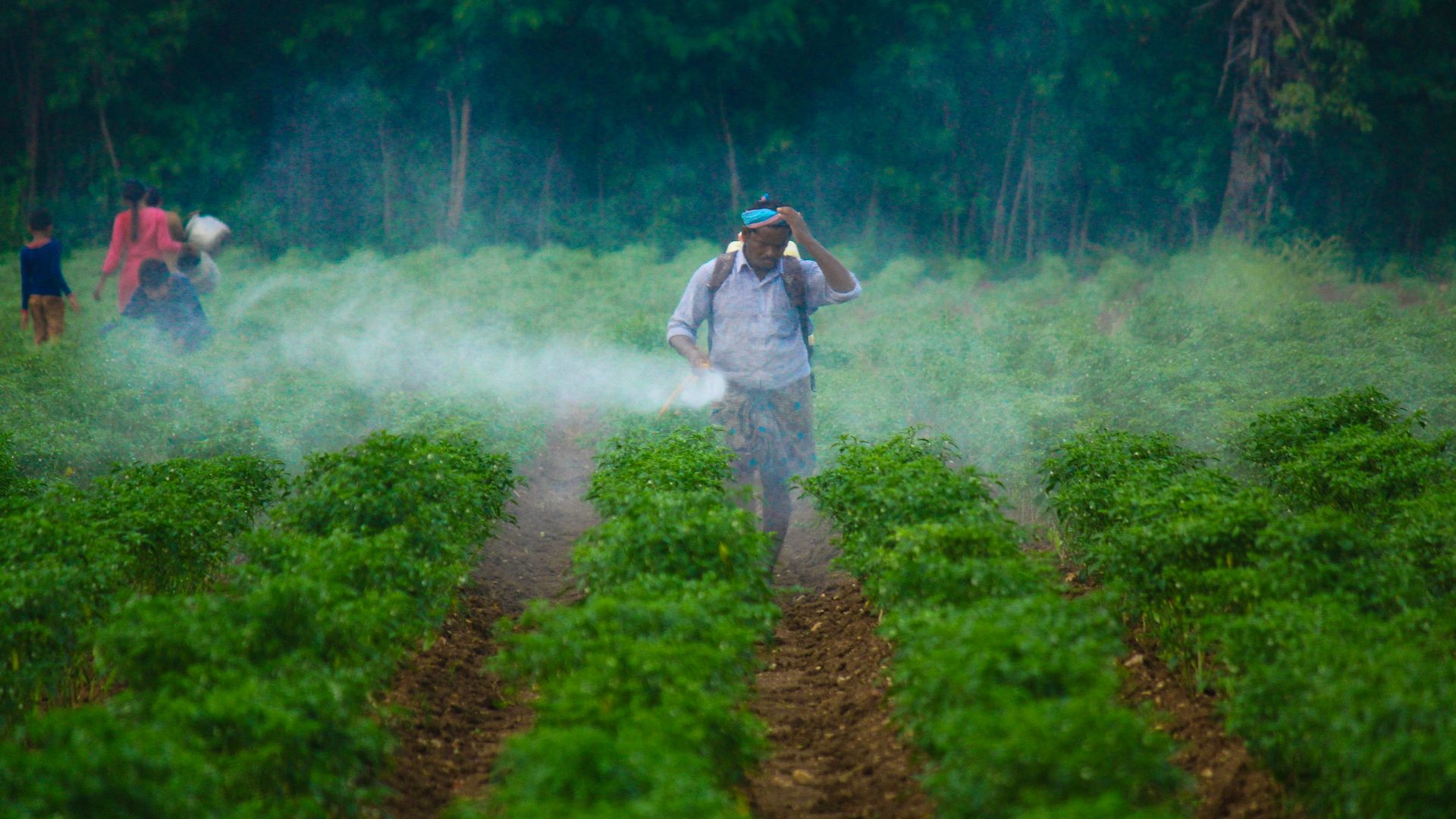 a man walking through a field covered in fog