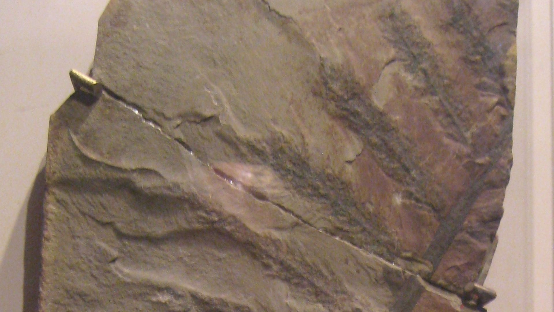 File:Archaeopteris hibernica 2.JPG