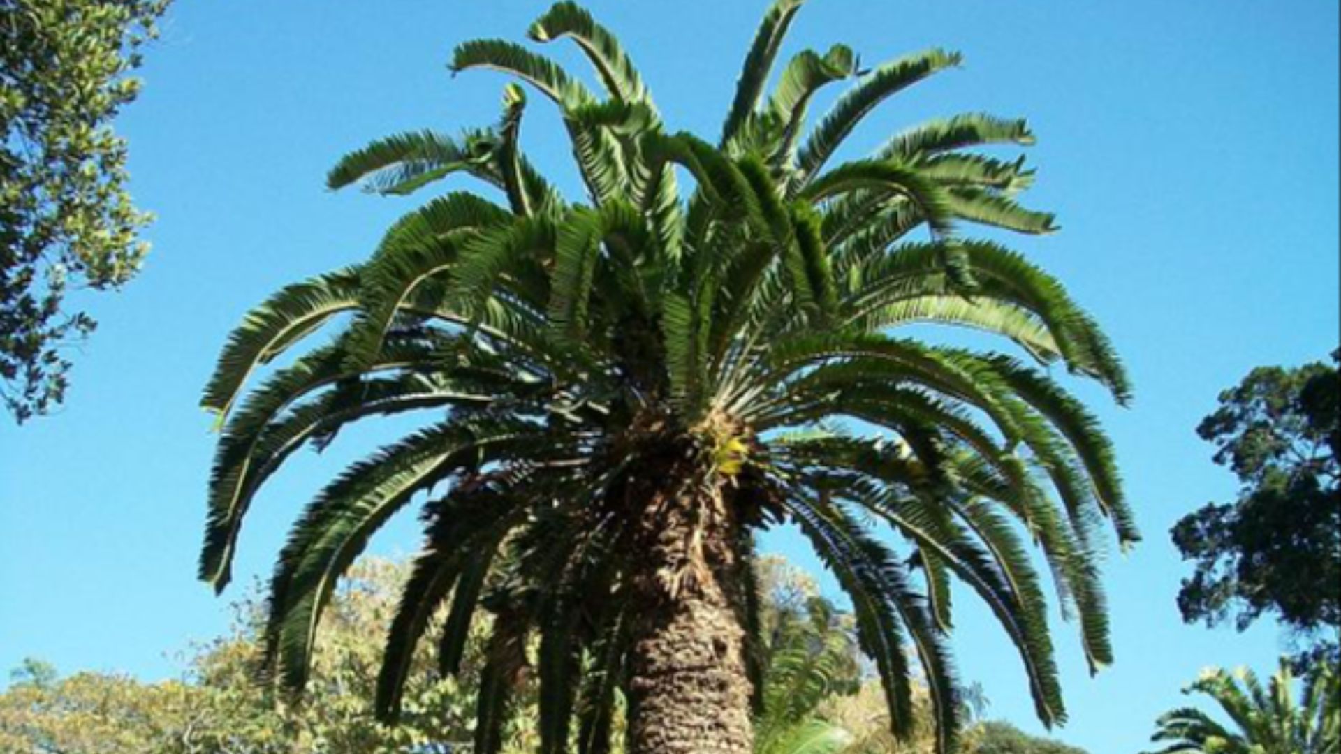 File:Encephalartos woodii original stem Durban Botanic Gardens 04 09 2010.JPG