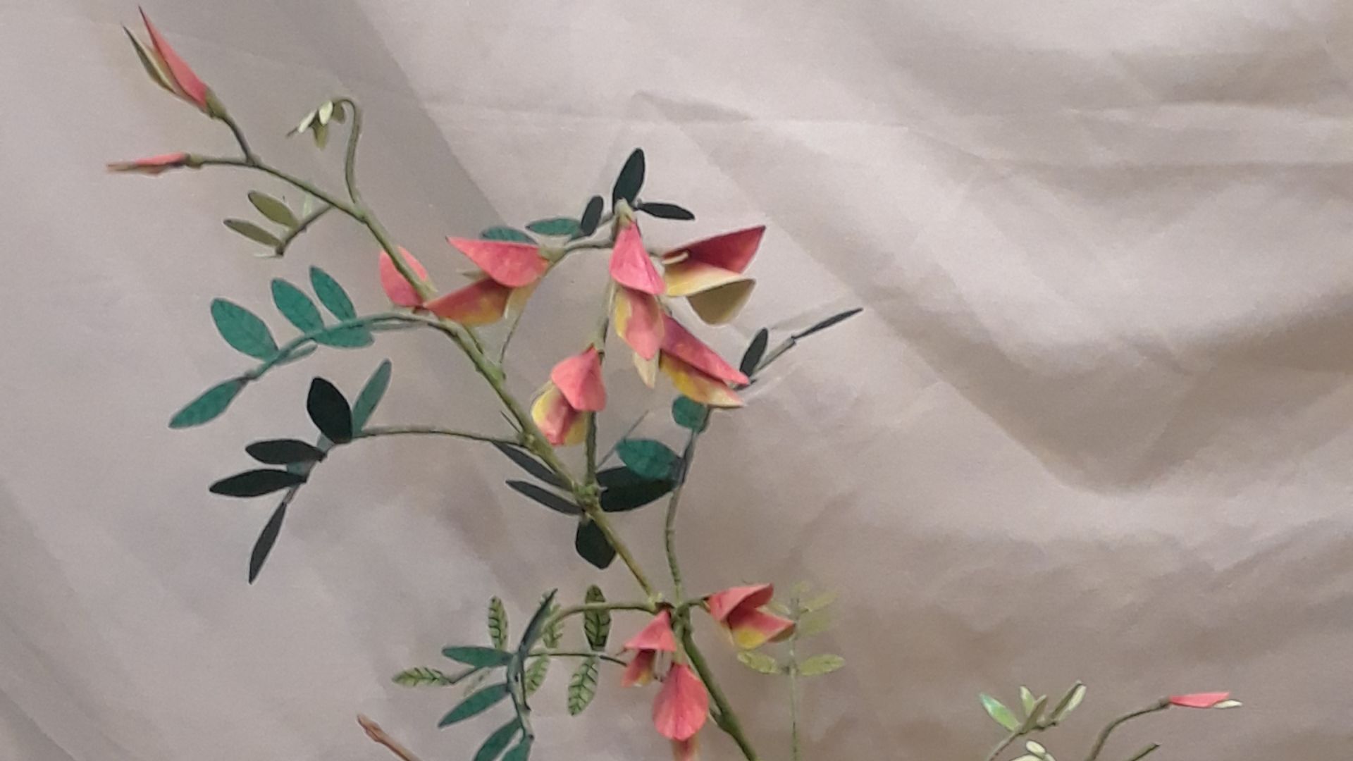 File:Phillip Island Glory Pea (Streblorrhiza speciosa) Paper Model by Zaia Isho.jpg
