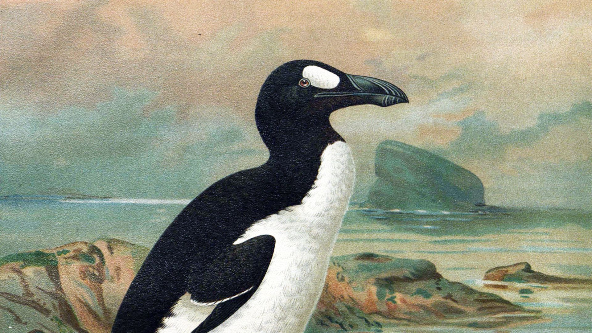 File:Keulemans-GreatAuk.jpg