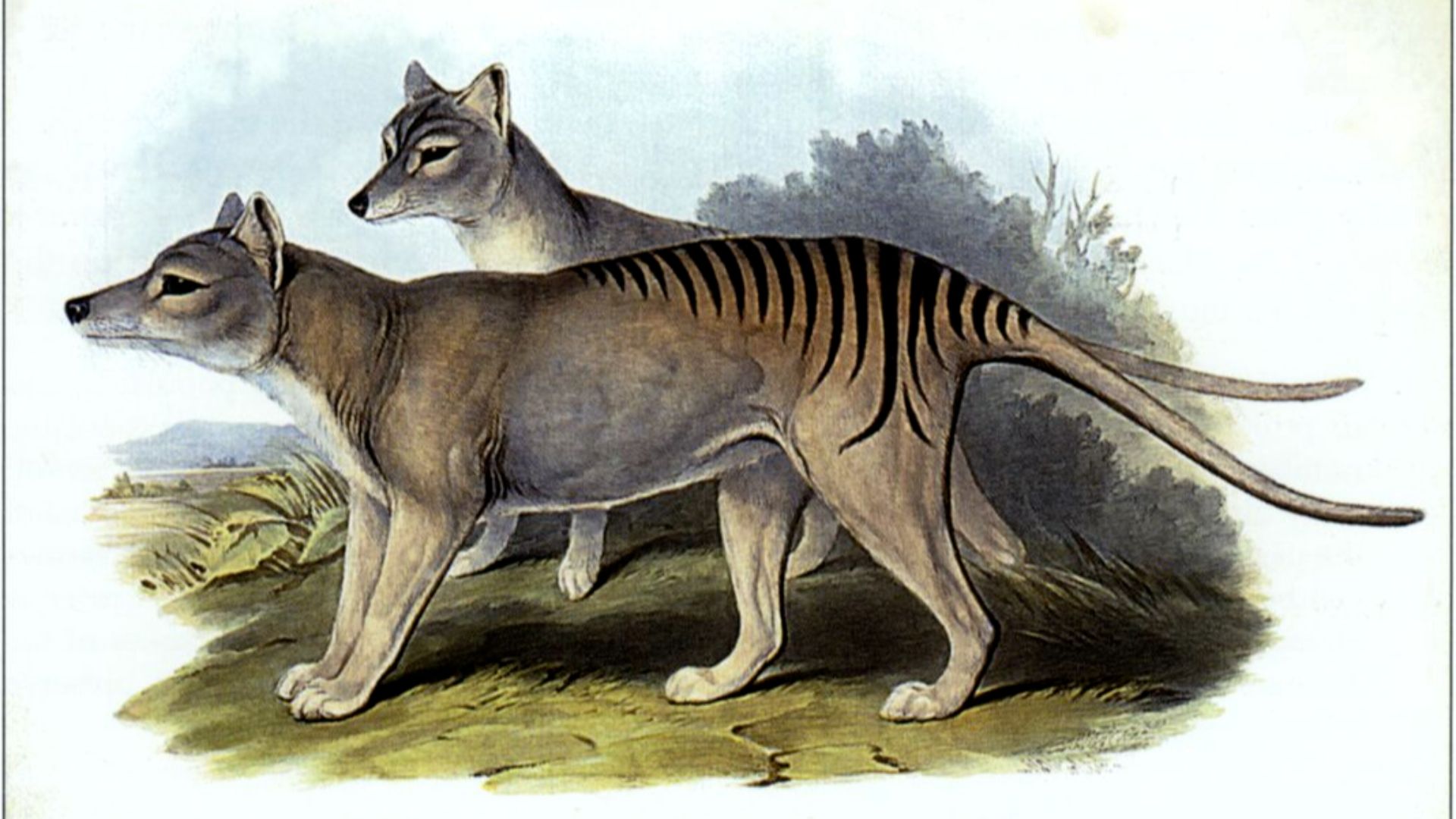 File:Thylacinus cynocephalus (Gould).jpg