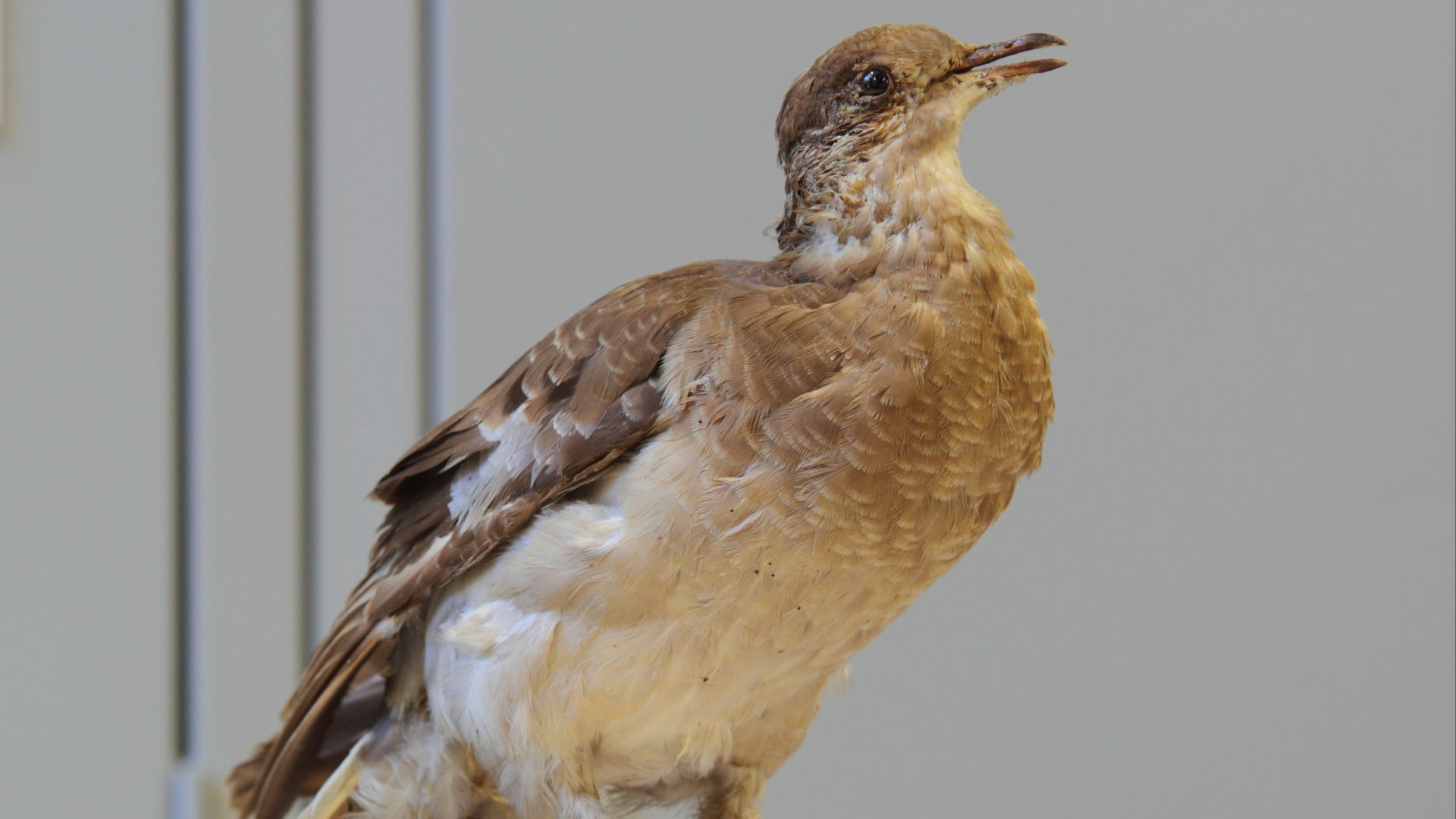 File:Ectopistes migratorius ULaval 3.jpg