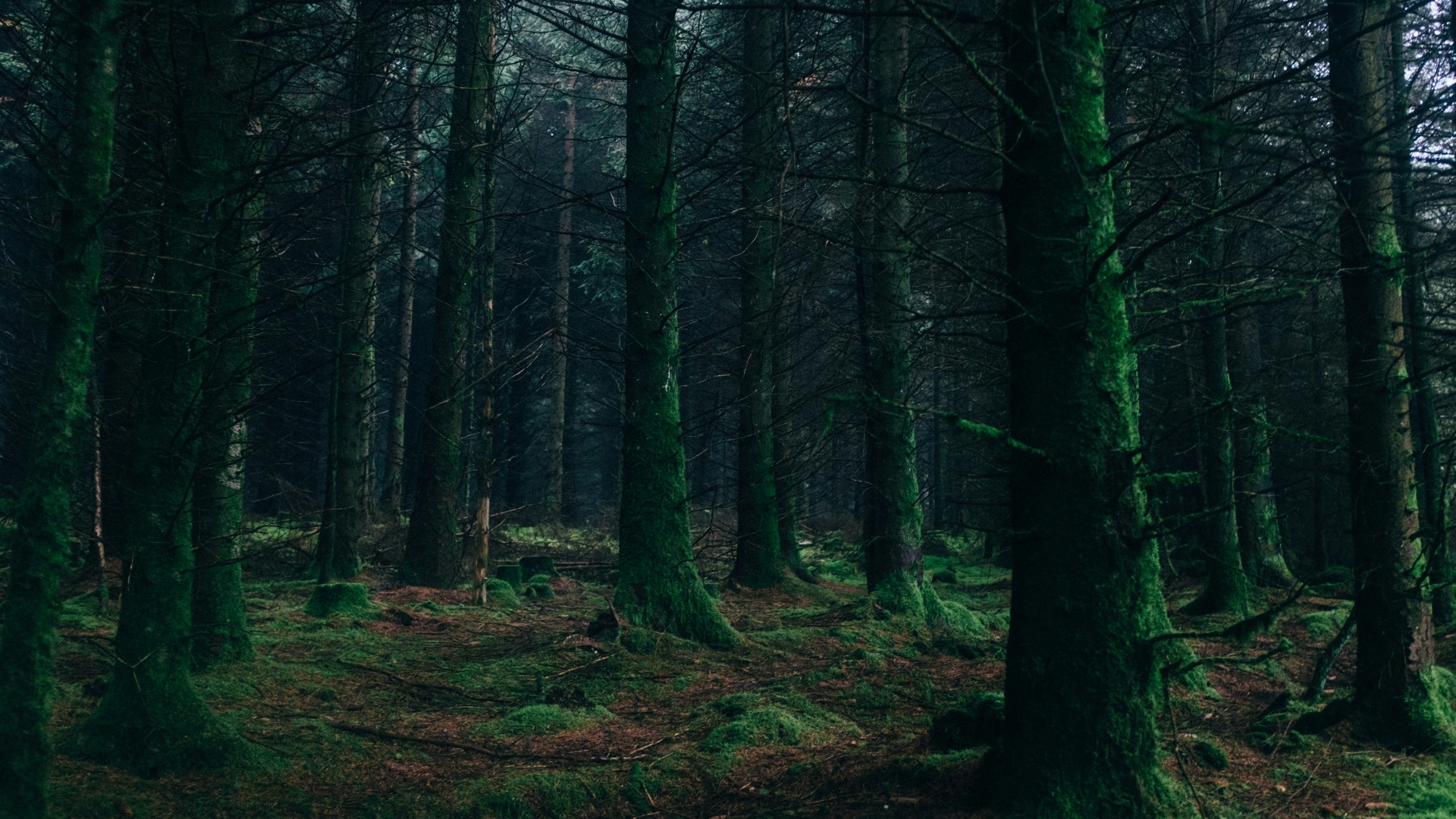 landscape photography of forest