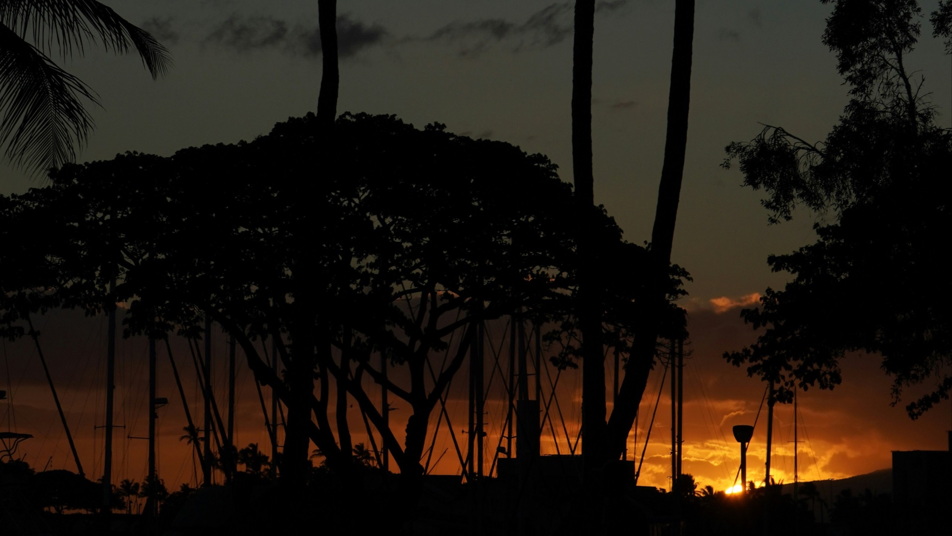 a couple of palm trees sitting next to each other