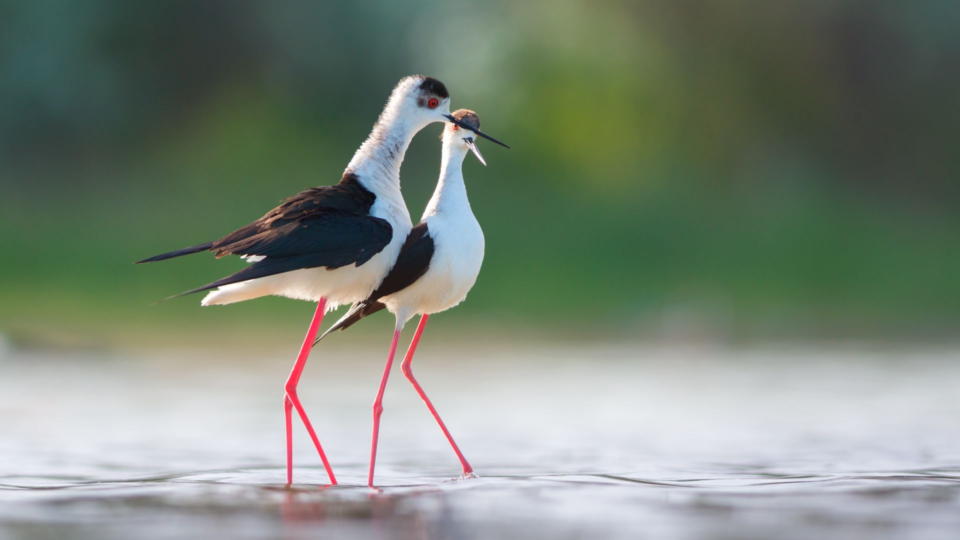 File:Black-winged stilt courtship behaviour.jpg