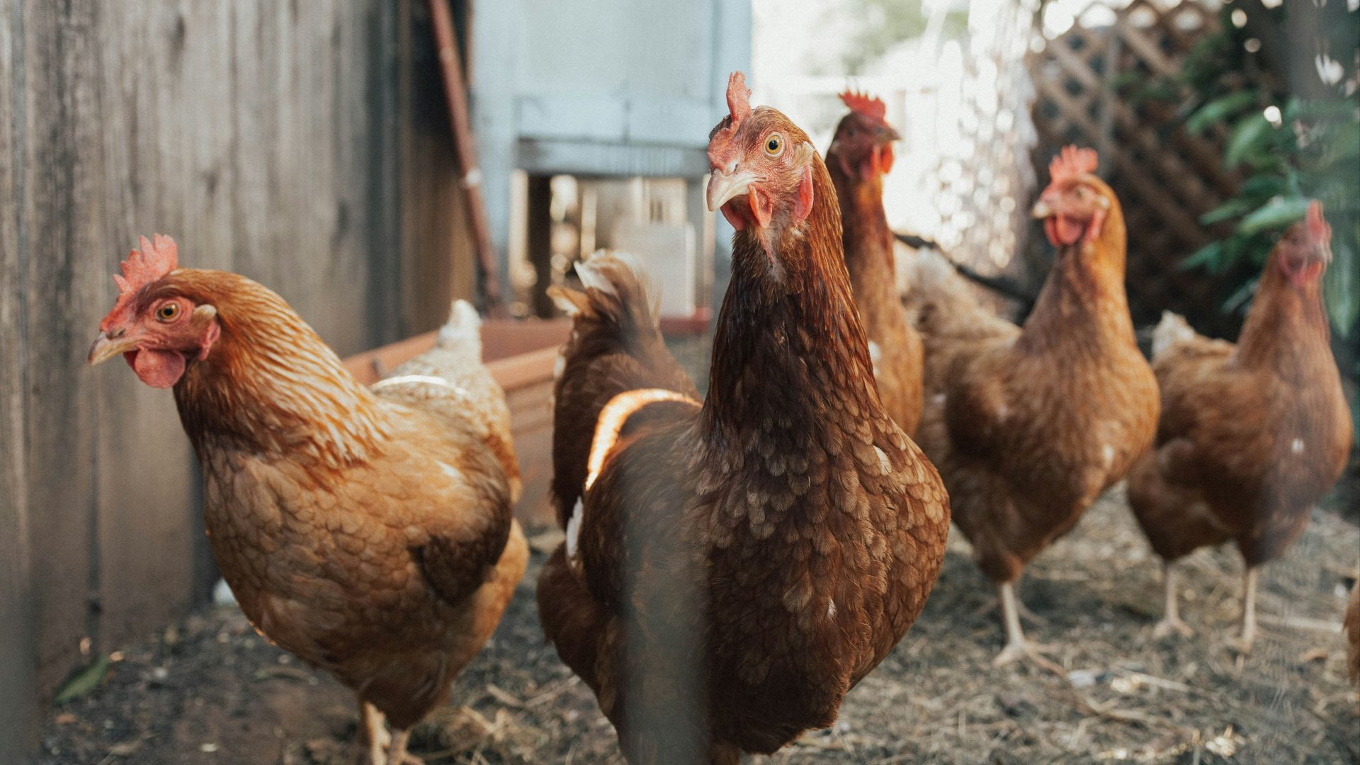 five brown hens on ground beside fence