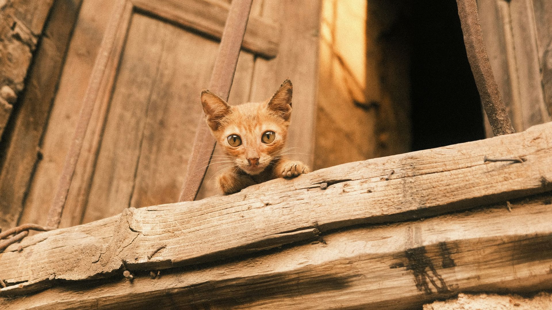 A small kitten peeking over a wooden ledge.