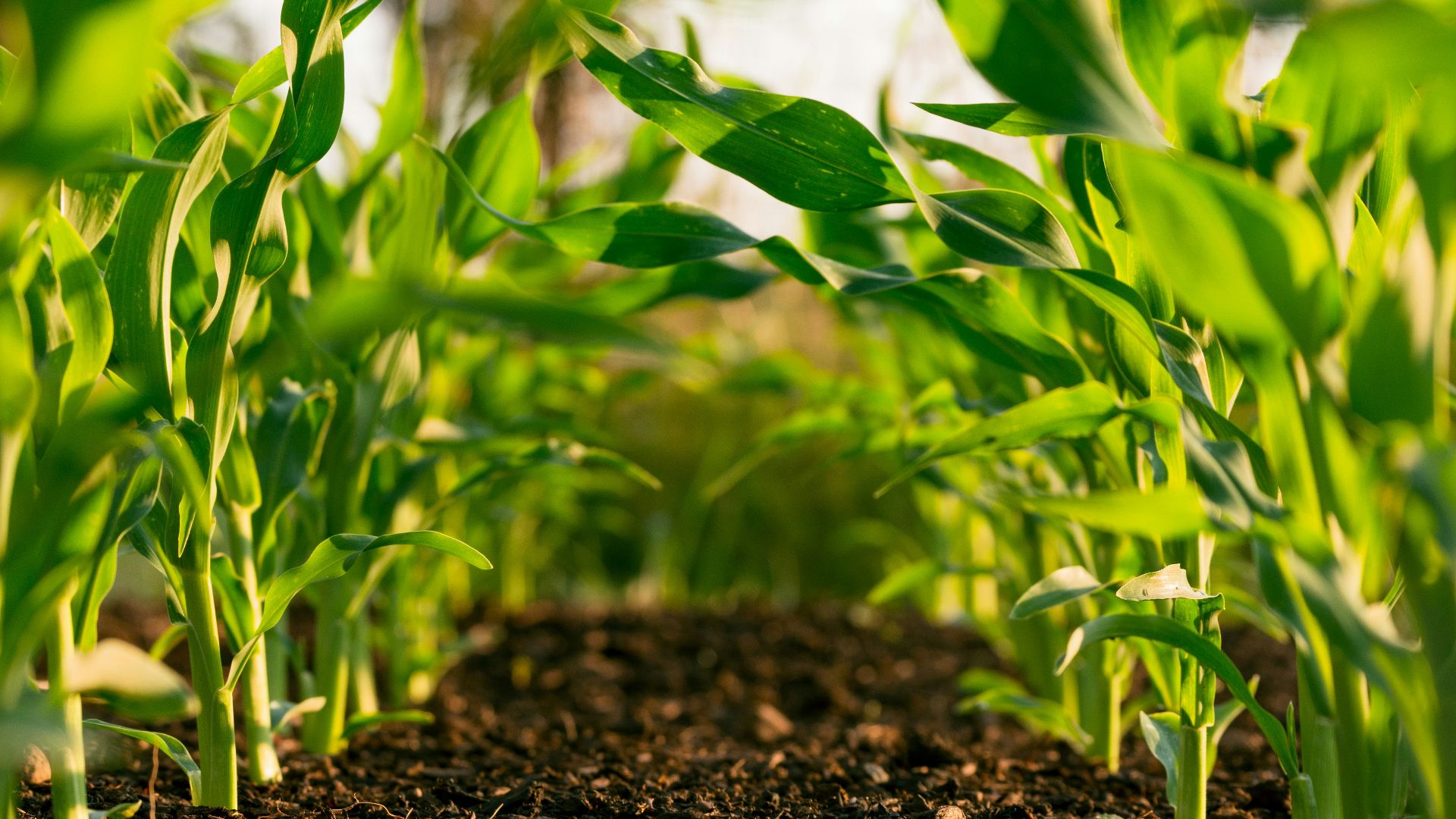 green plant on brown soil