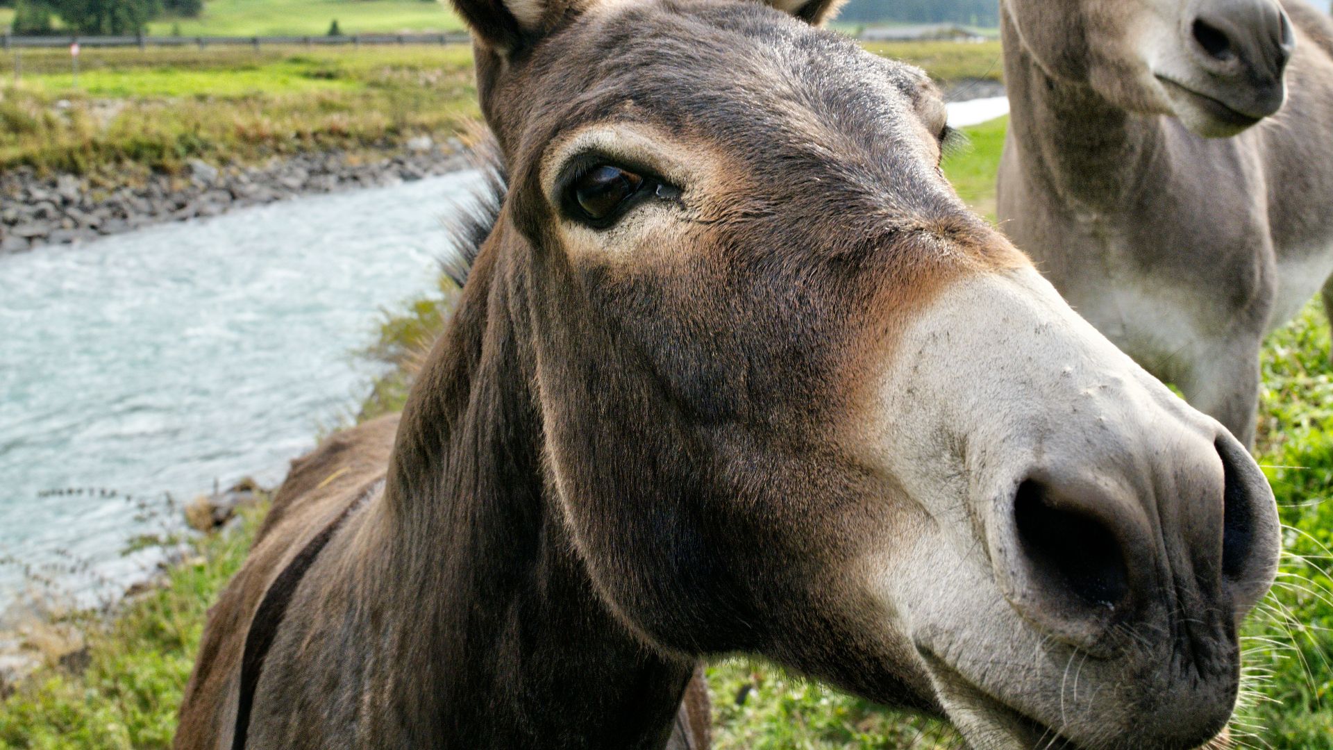 brown horse on green grass field during daytime