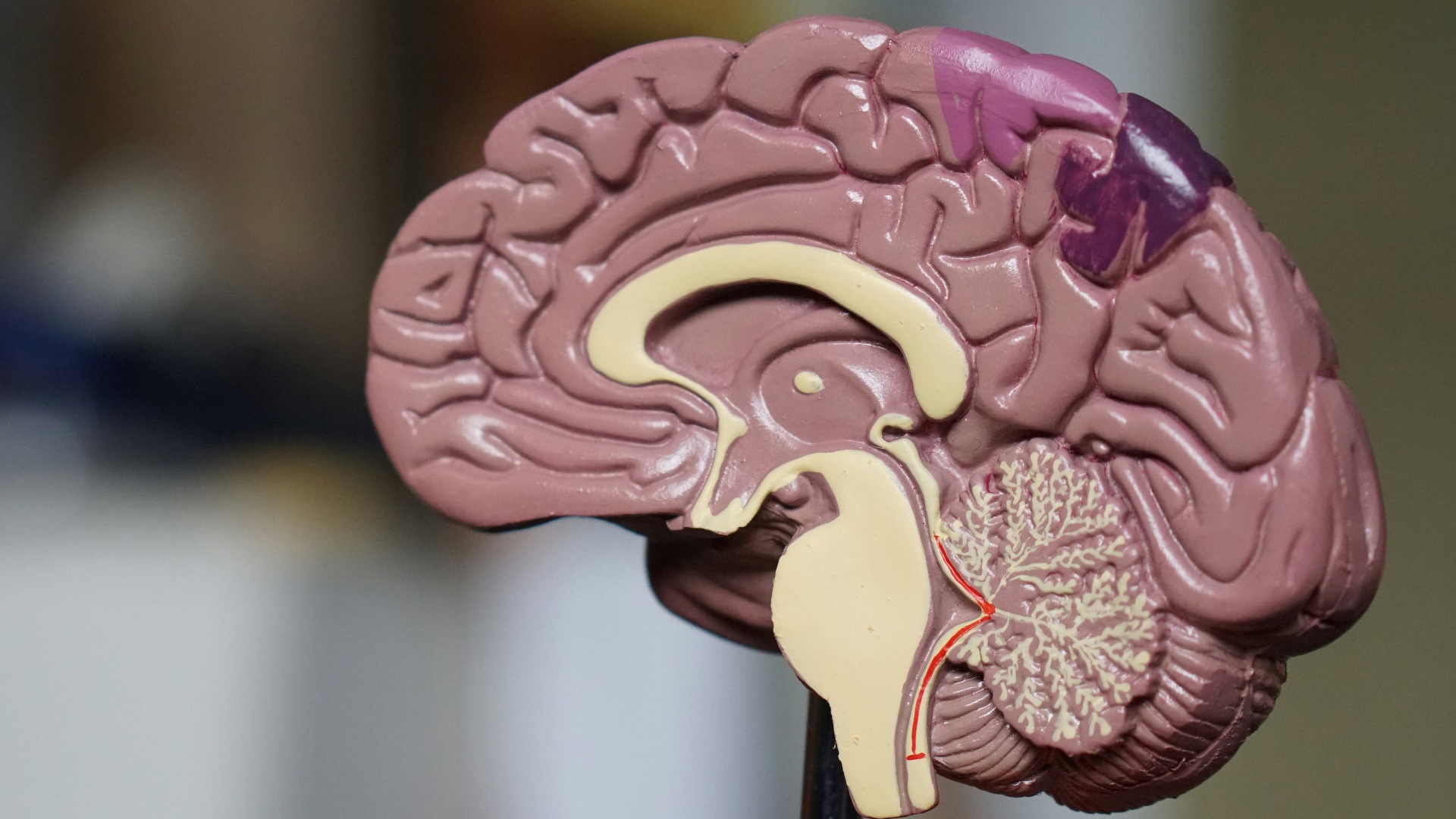 brown brain decor in selective-focus photography