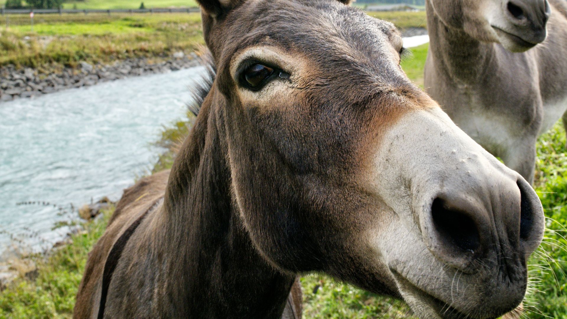 brown horse on green grass field during daytime