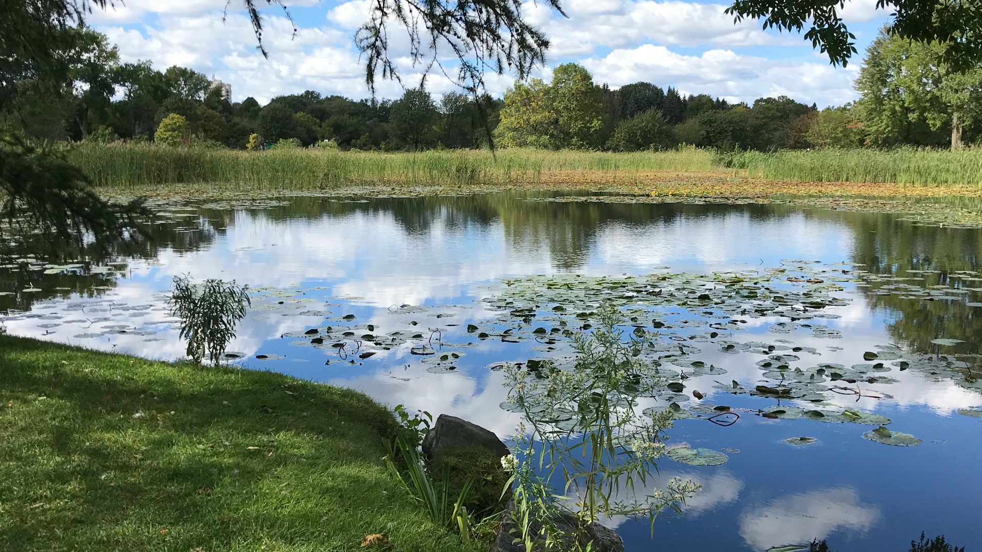 green grass field near lake under blue sky during daytime